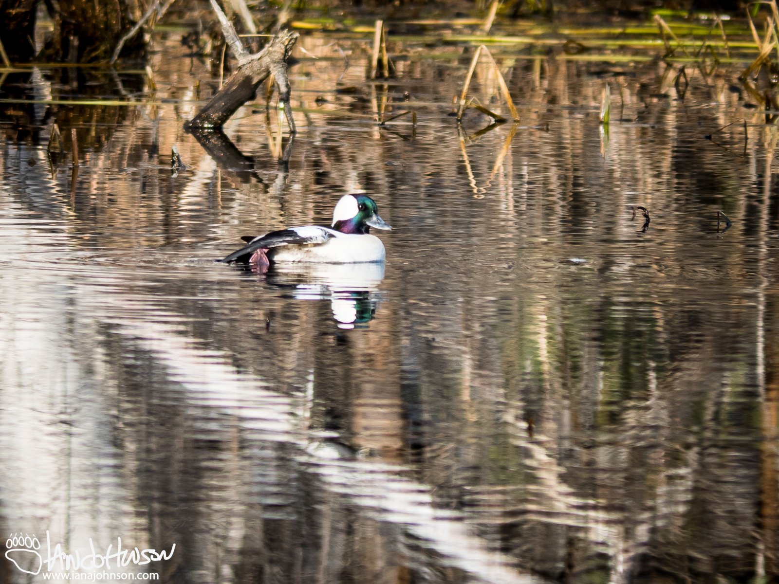 May 4th : Bufflehead