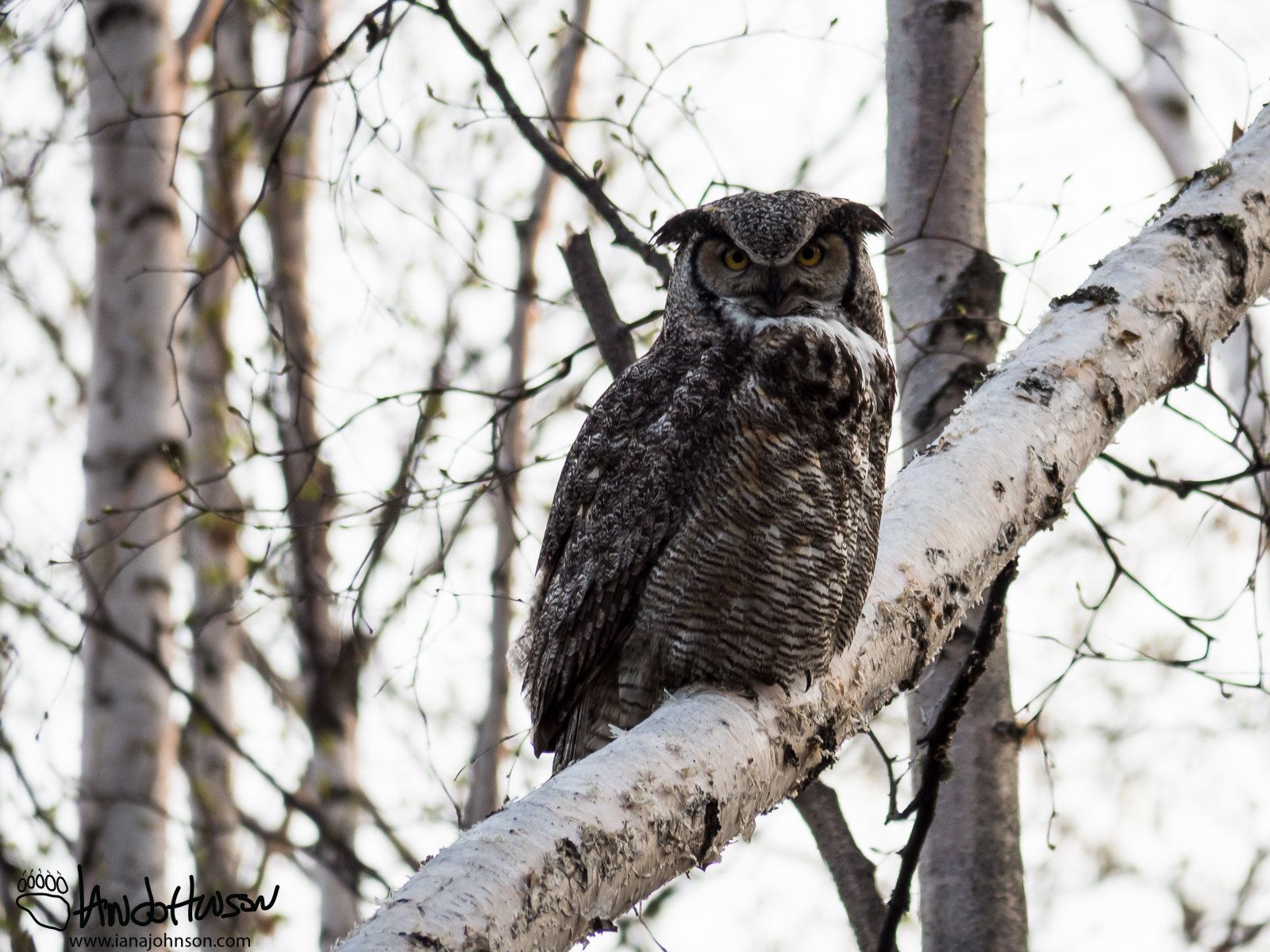 May 6th : Great-horned Owl