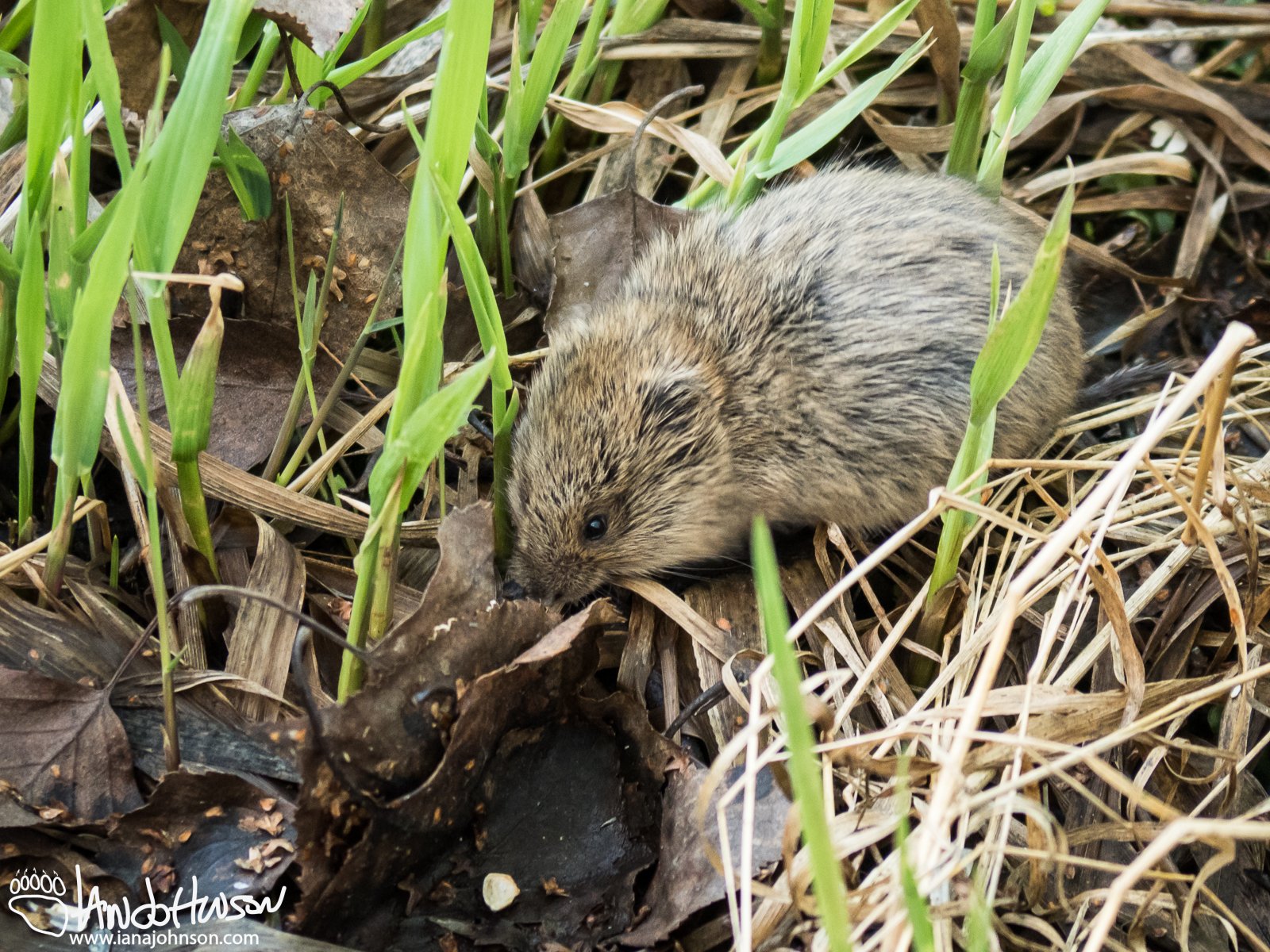 May 13th : Meadow Vole