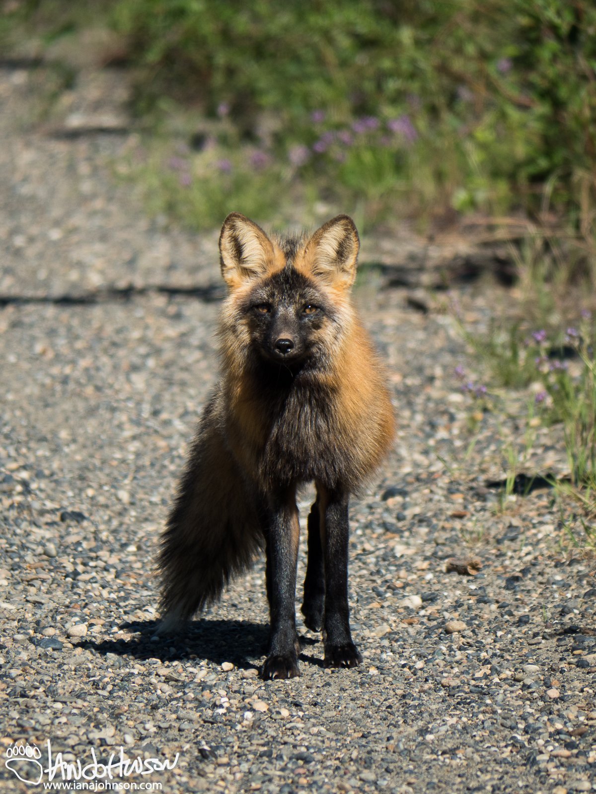 June 1st : Cross fox in Fort Yukon, Alaska