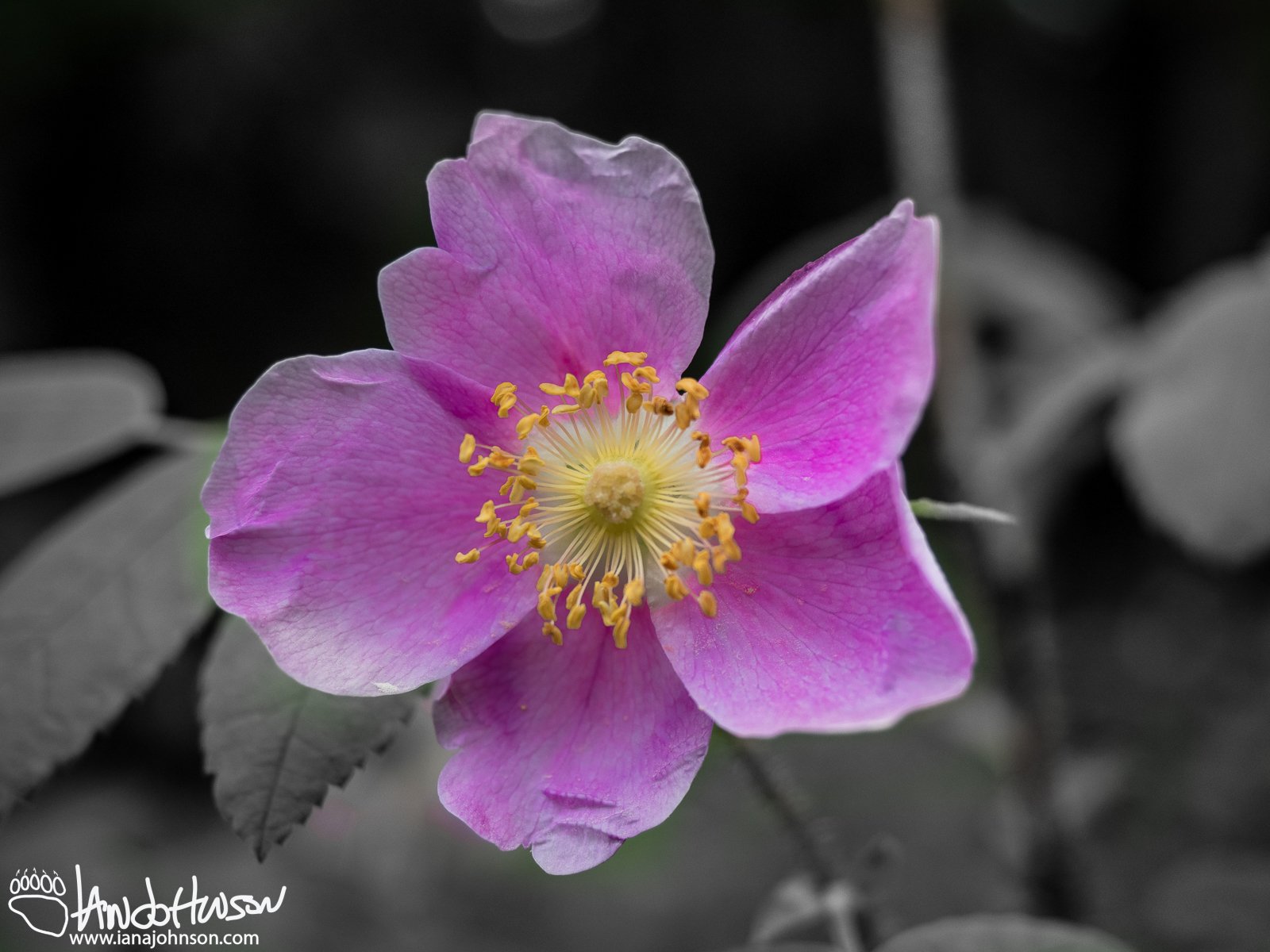 June 4th : Wild Rose
