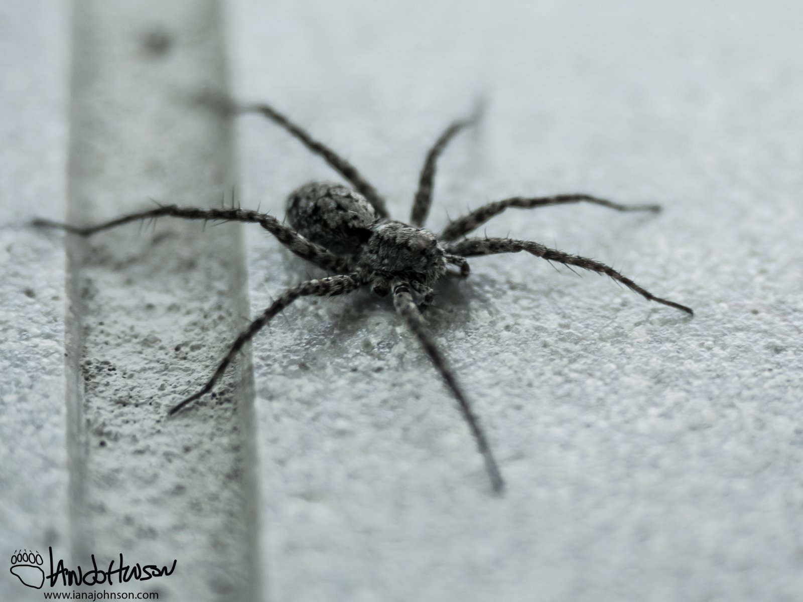 June 6th : 7 legs