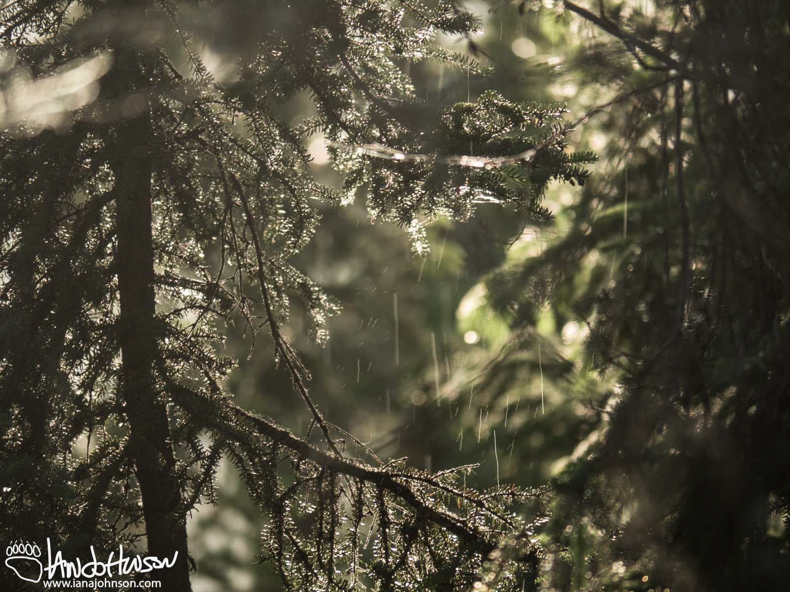 June 7th : Rain after the storm