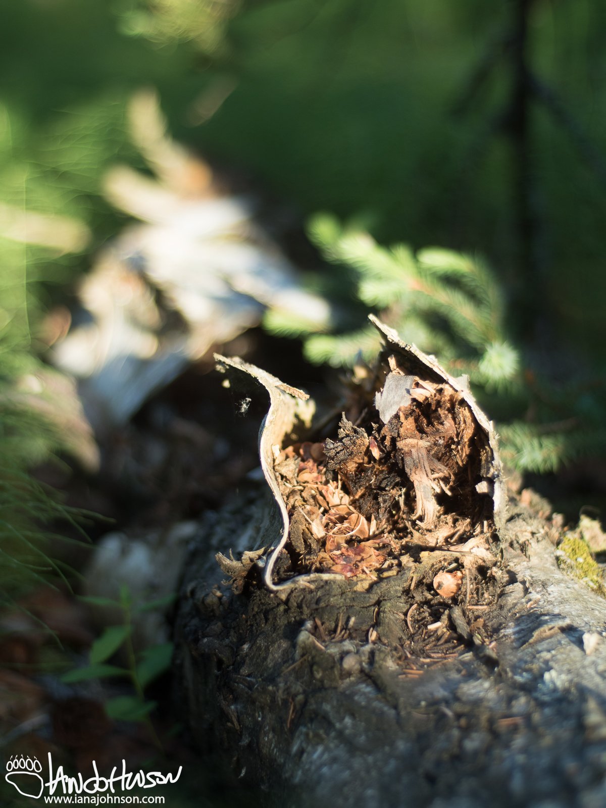 June 16th : Forest Floor