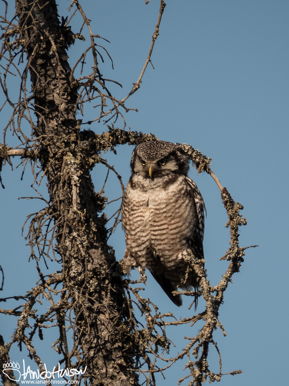 June 19th : Northern Hawk Owl