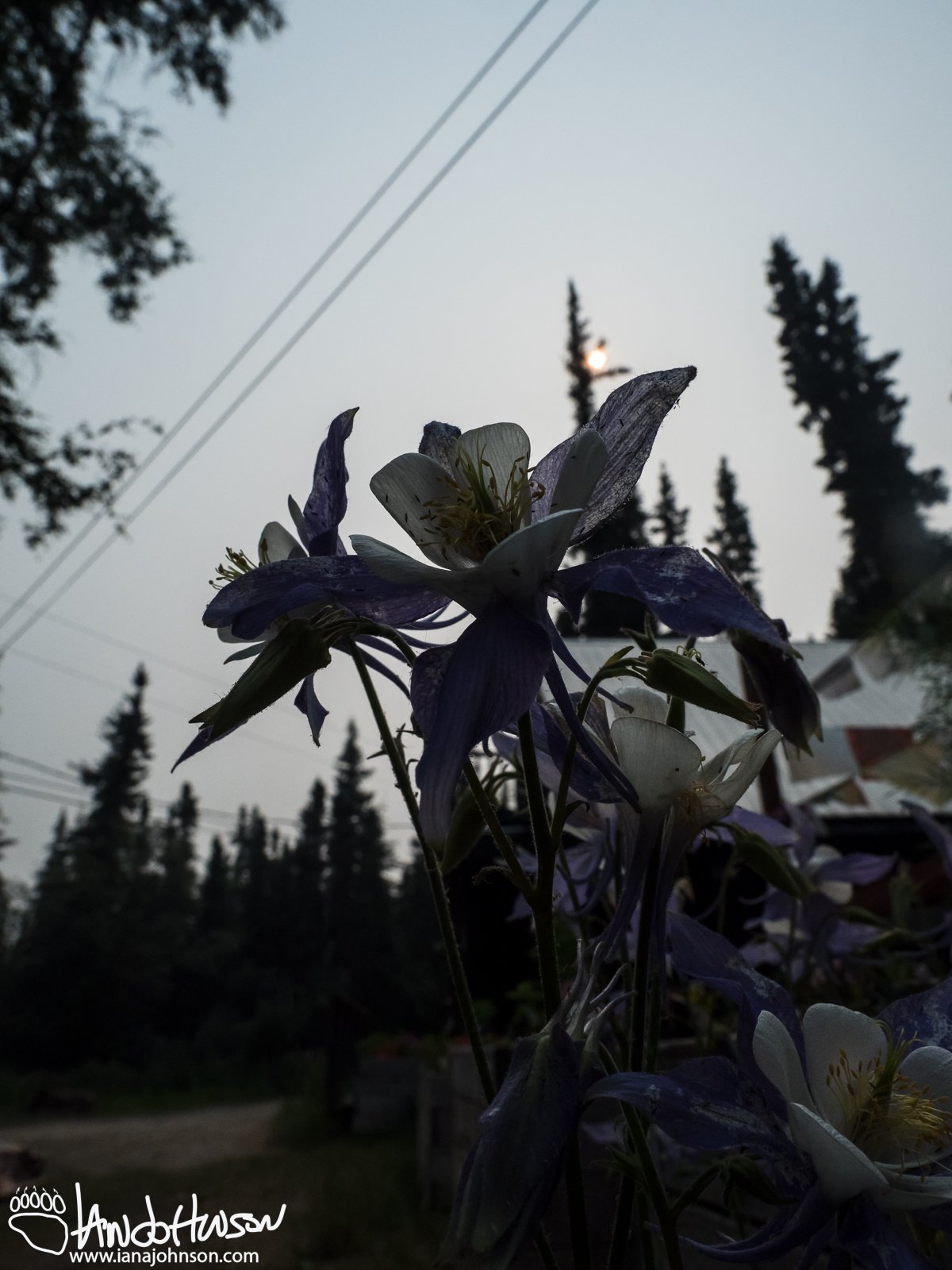 June 25th : Flowers under a smokey sun