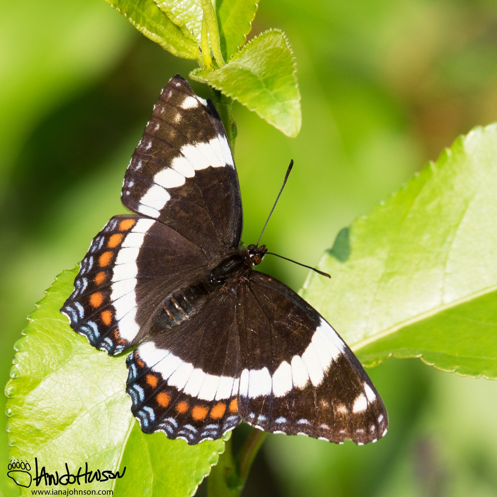 June 28th : Steese Highway Butterfly