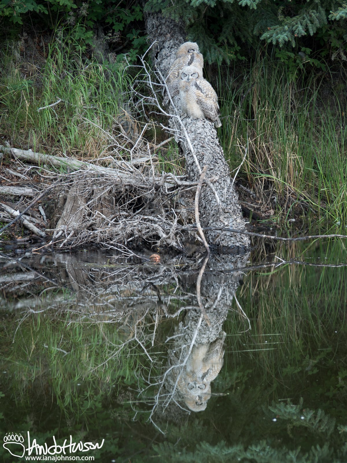 June 29th : Great-horned owlets