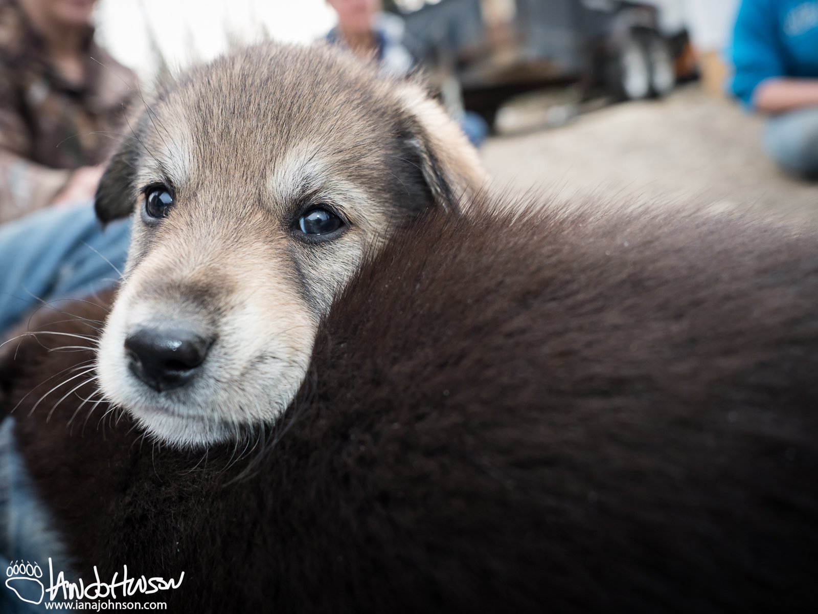 July 2nd : Sled dog puppies