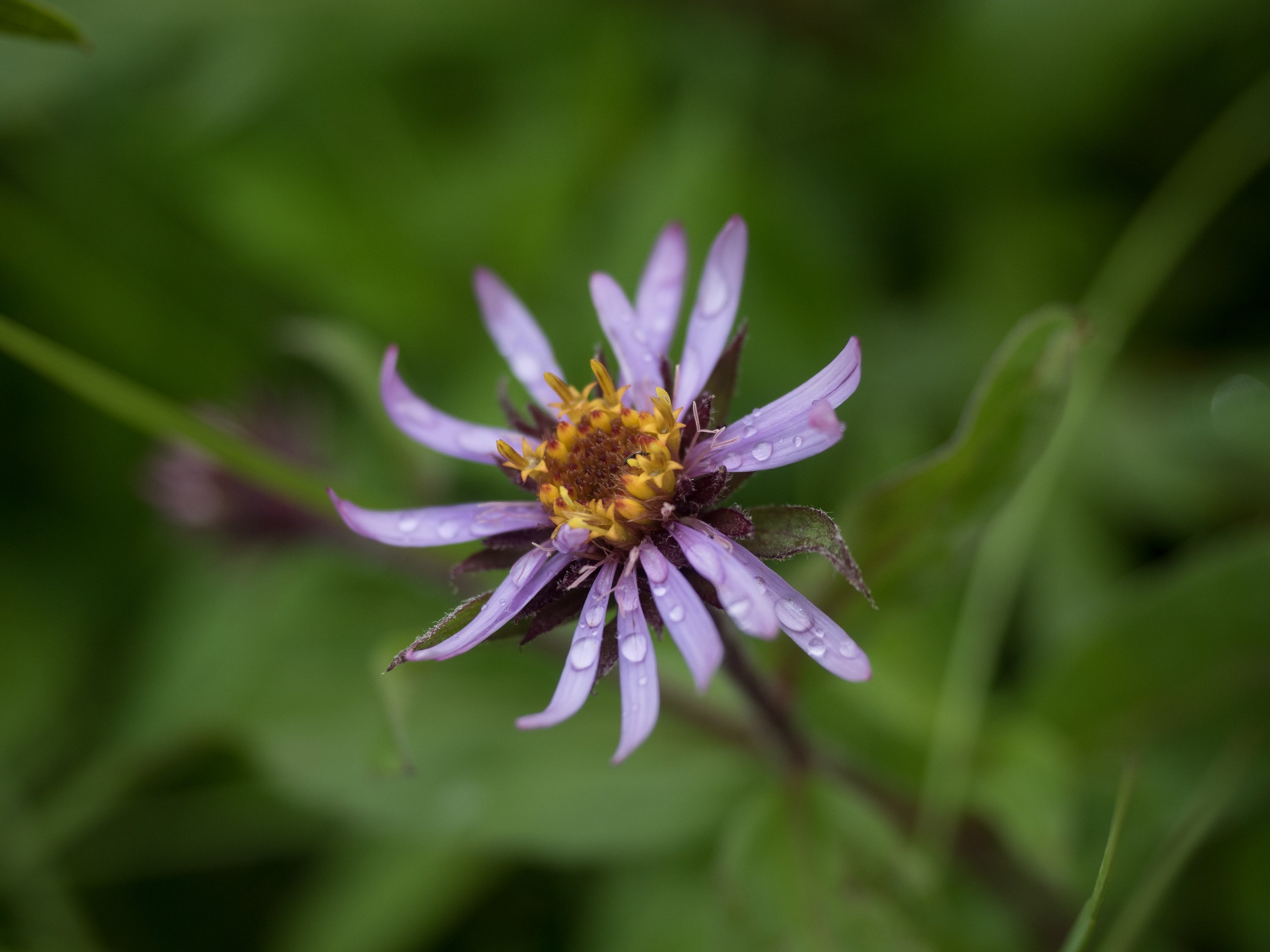 July 14th : Purple aster after the rain, Denali National Park