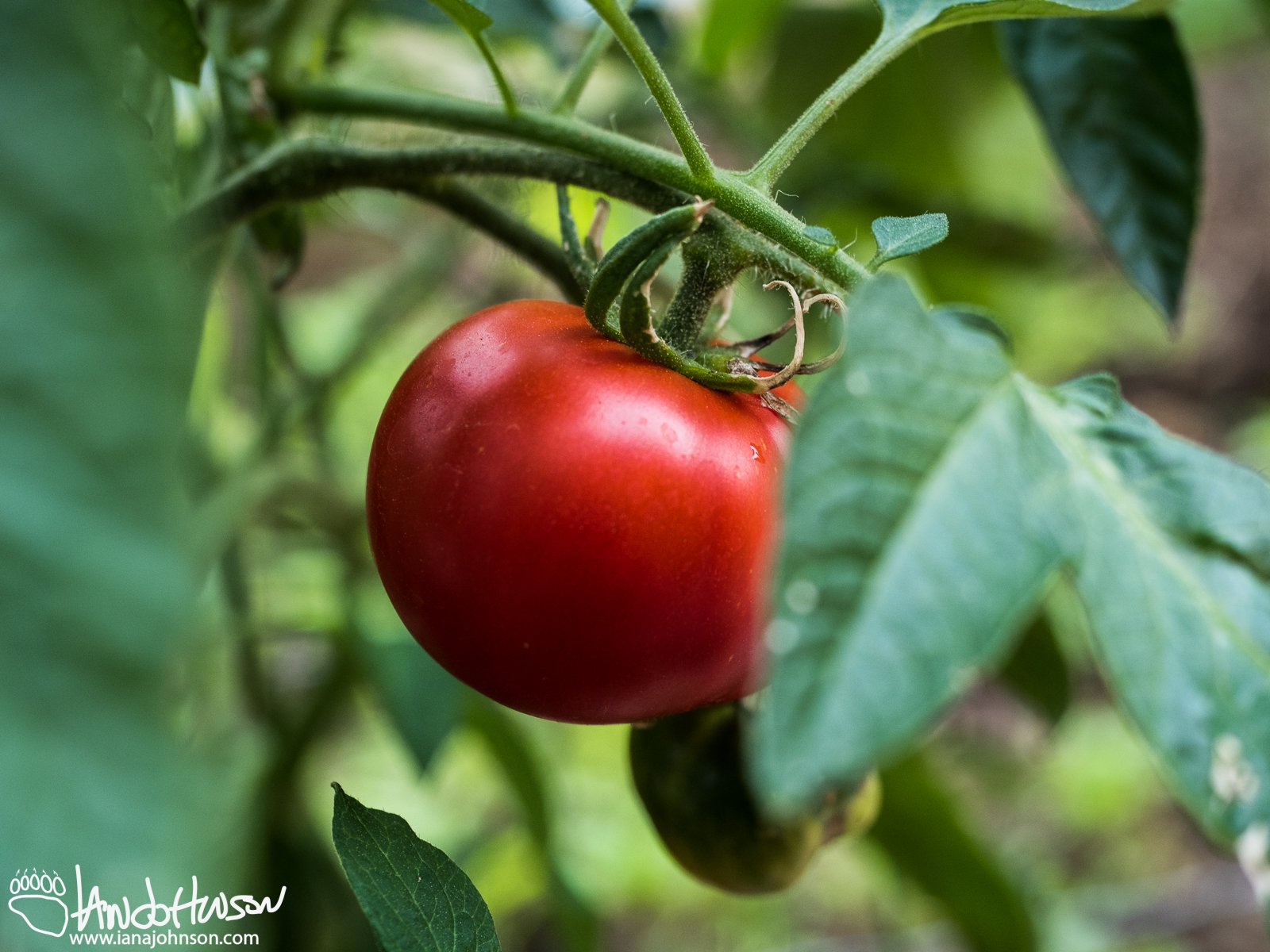 July 17th : Summer garden bounty