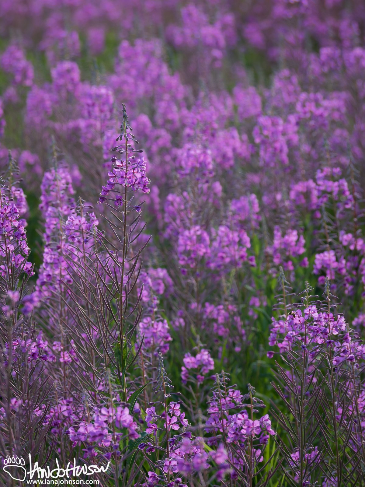 July 20th : A carpet of fireweed at Creamer's Field, Fairbanks, Alaska
