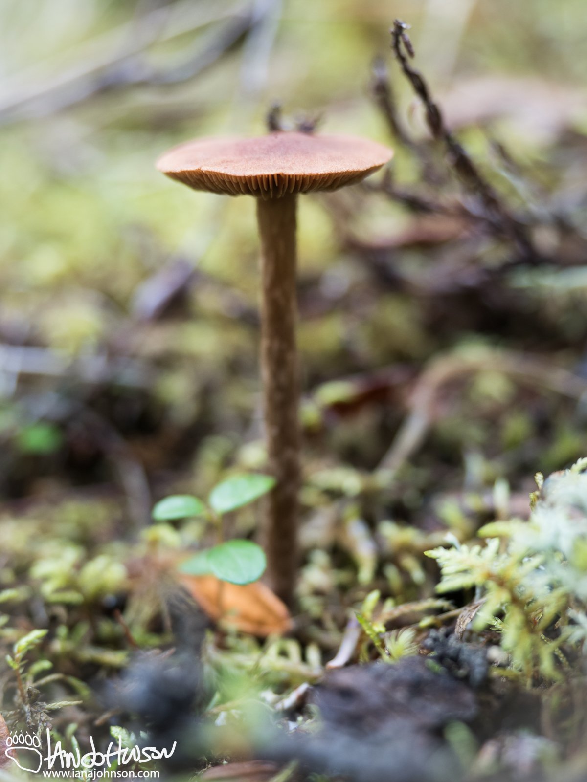 July 25th : A small toadstool springs through the sphagnum moss