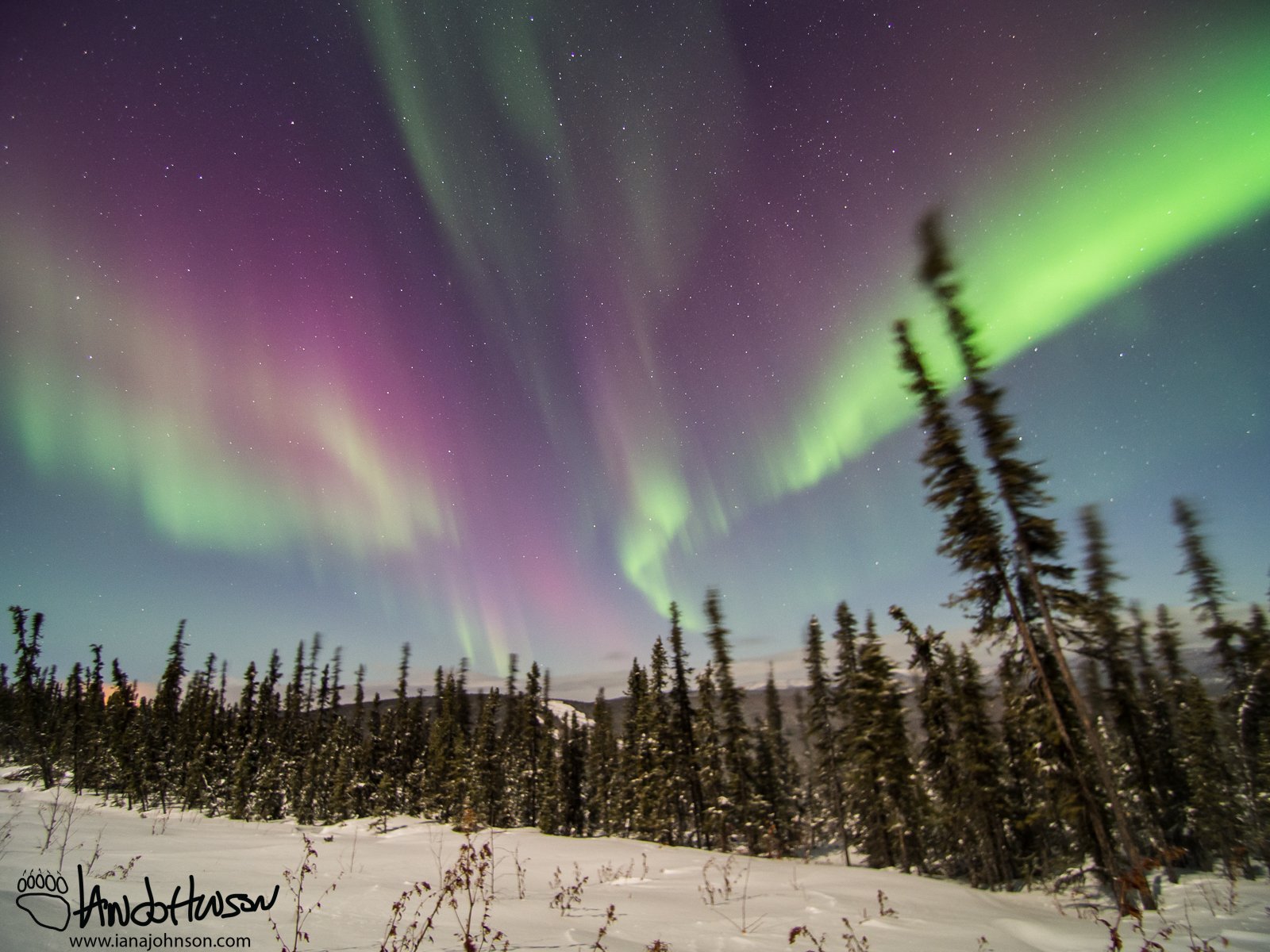 All shades of the aurora above a whipping spruce top