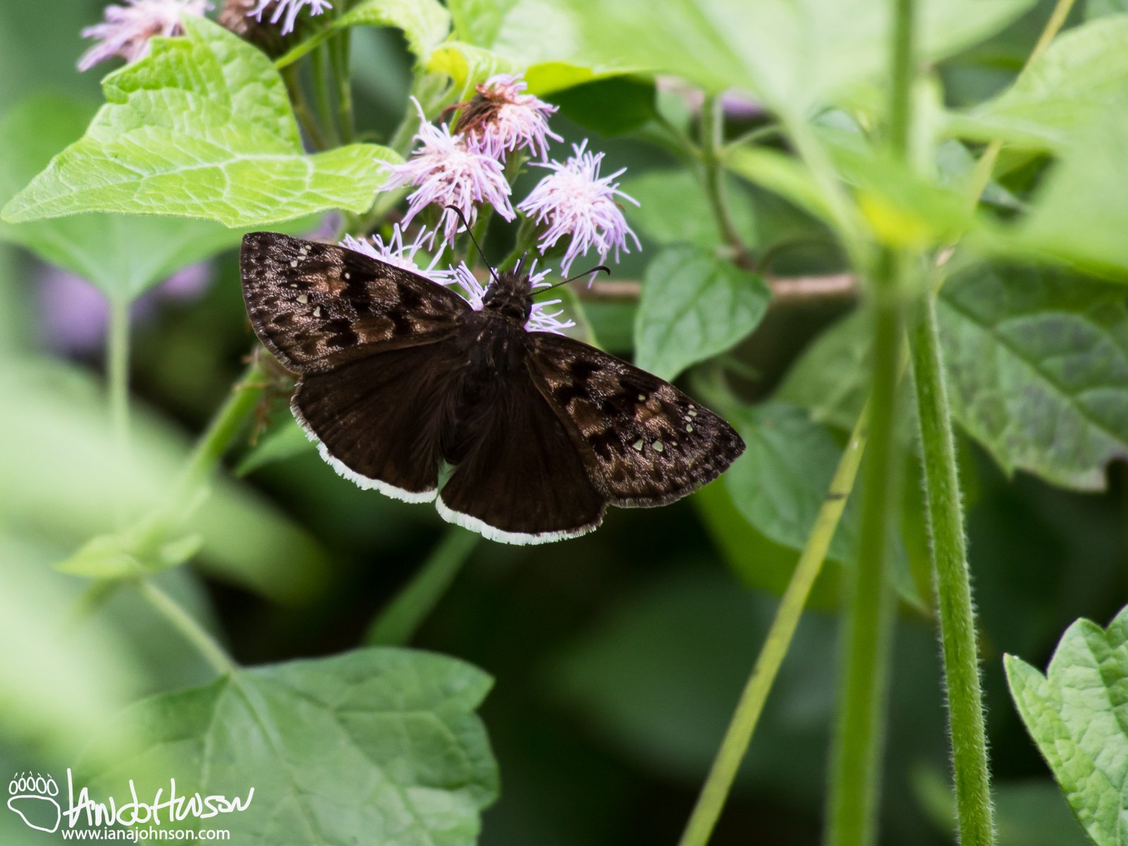 Duskywing Butterfly (unknown species)
