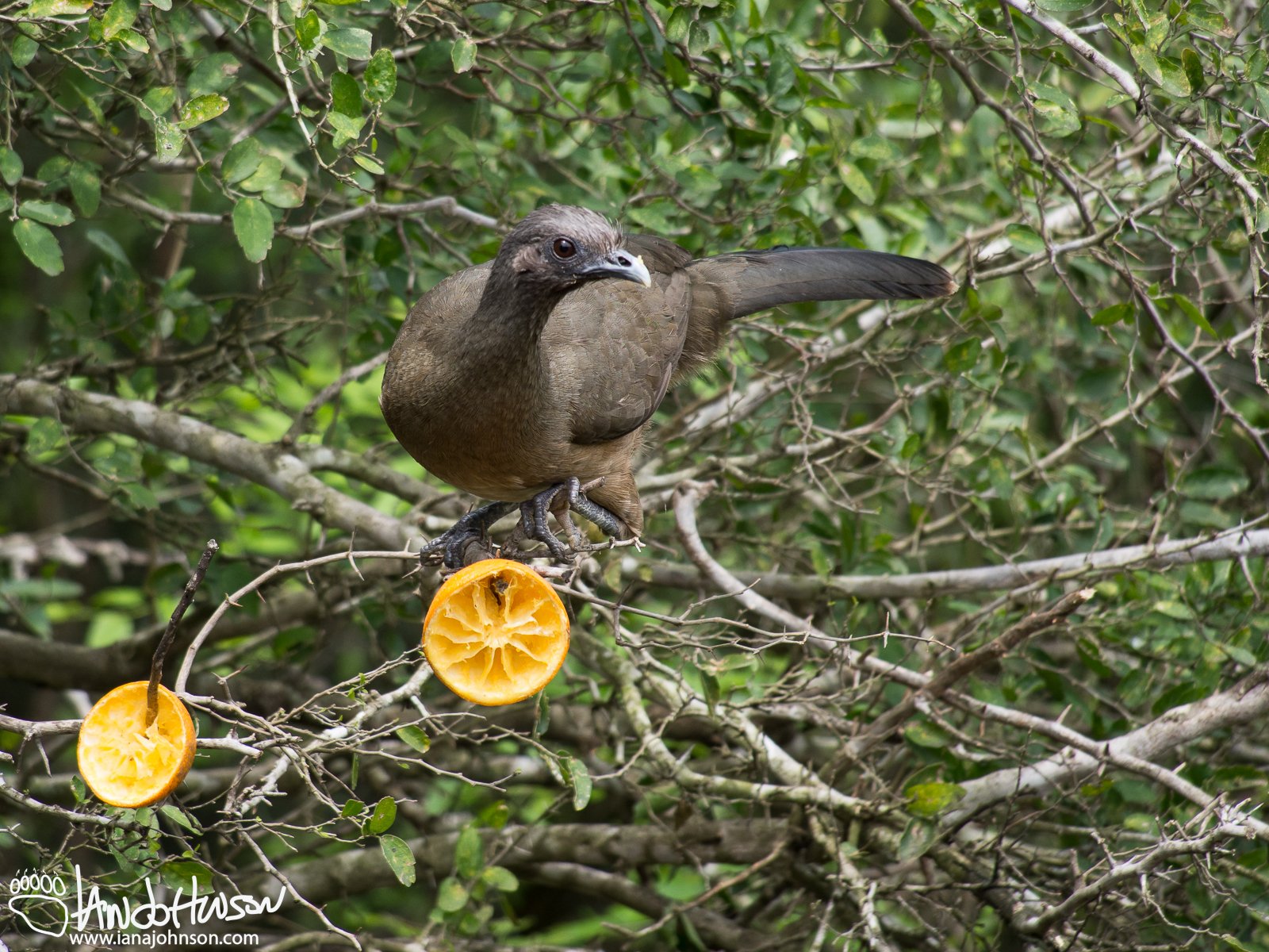 Common Chachalaca