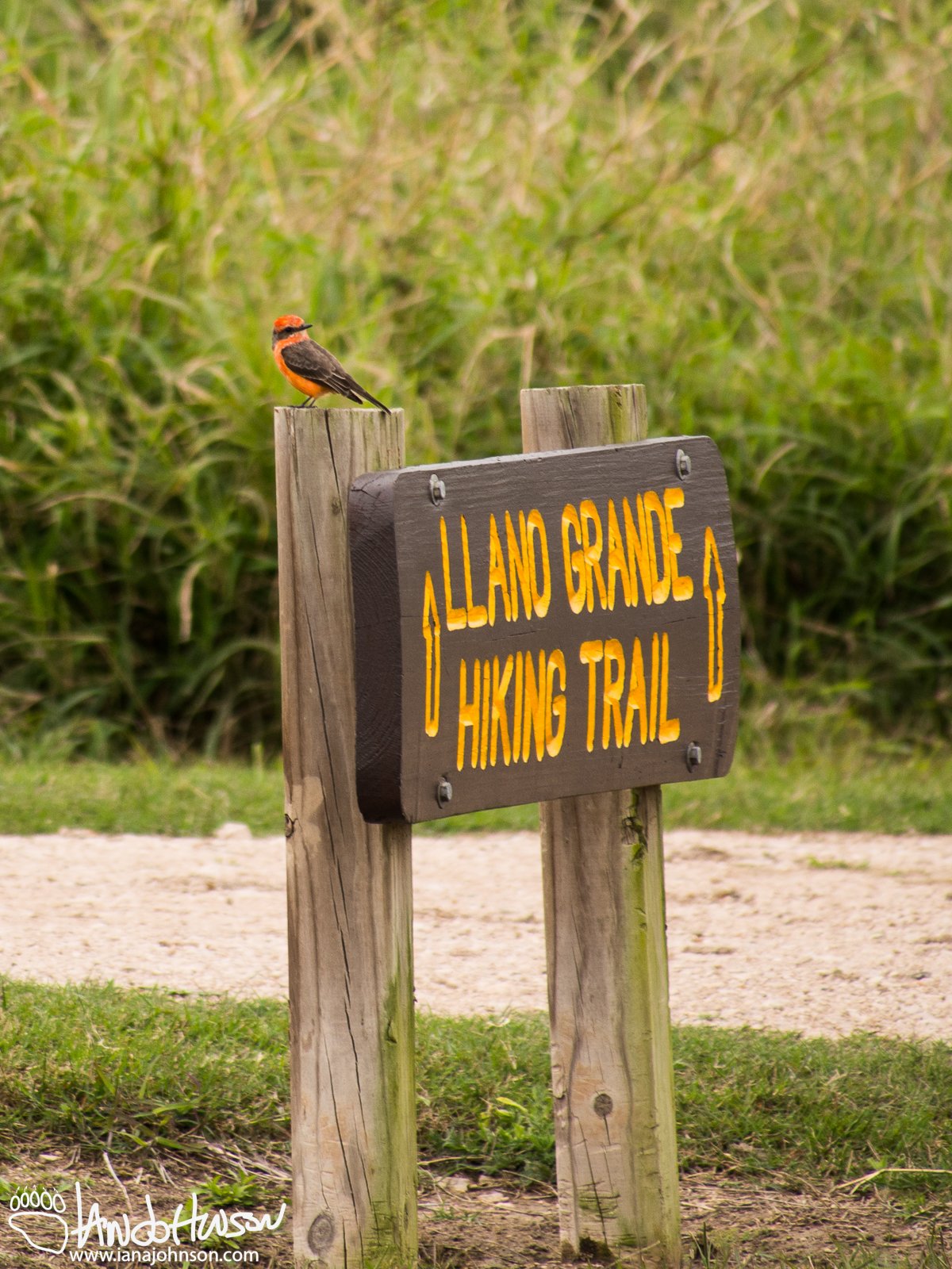 Vermillion Flycatcher
