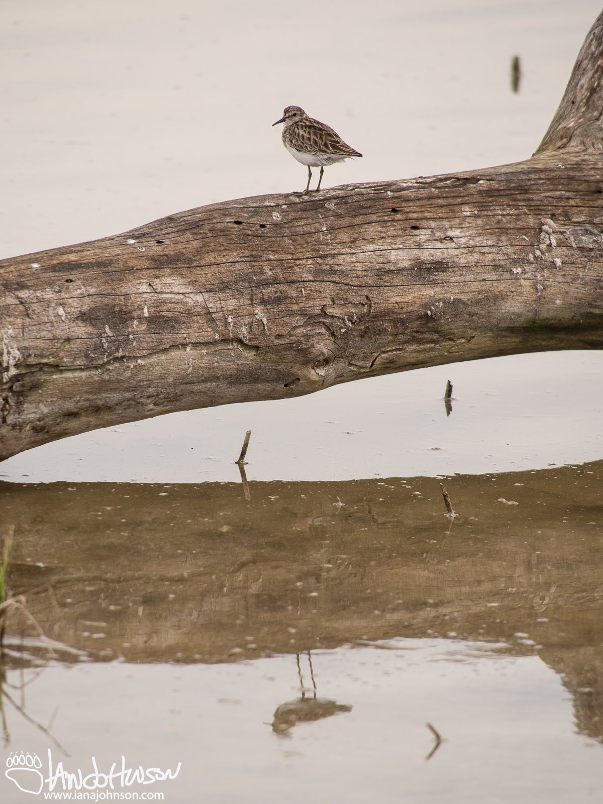 Least Sandpiper