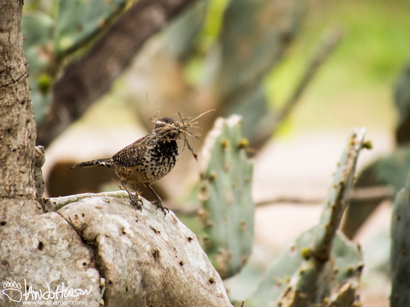 Cactus Wren with a mouthful of nesting material