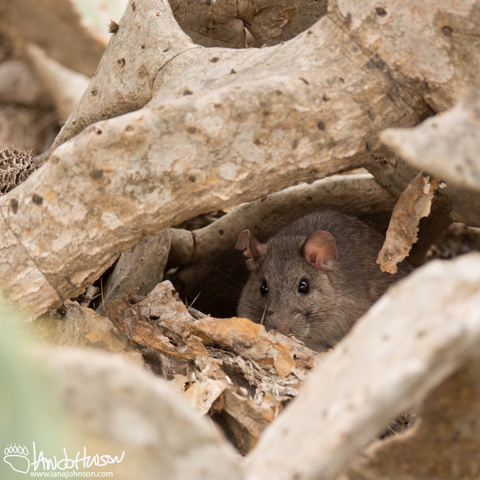 Rats!
