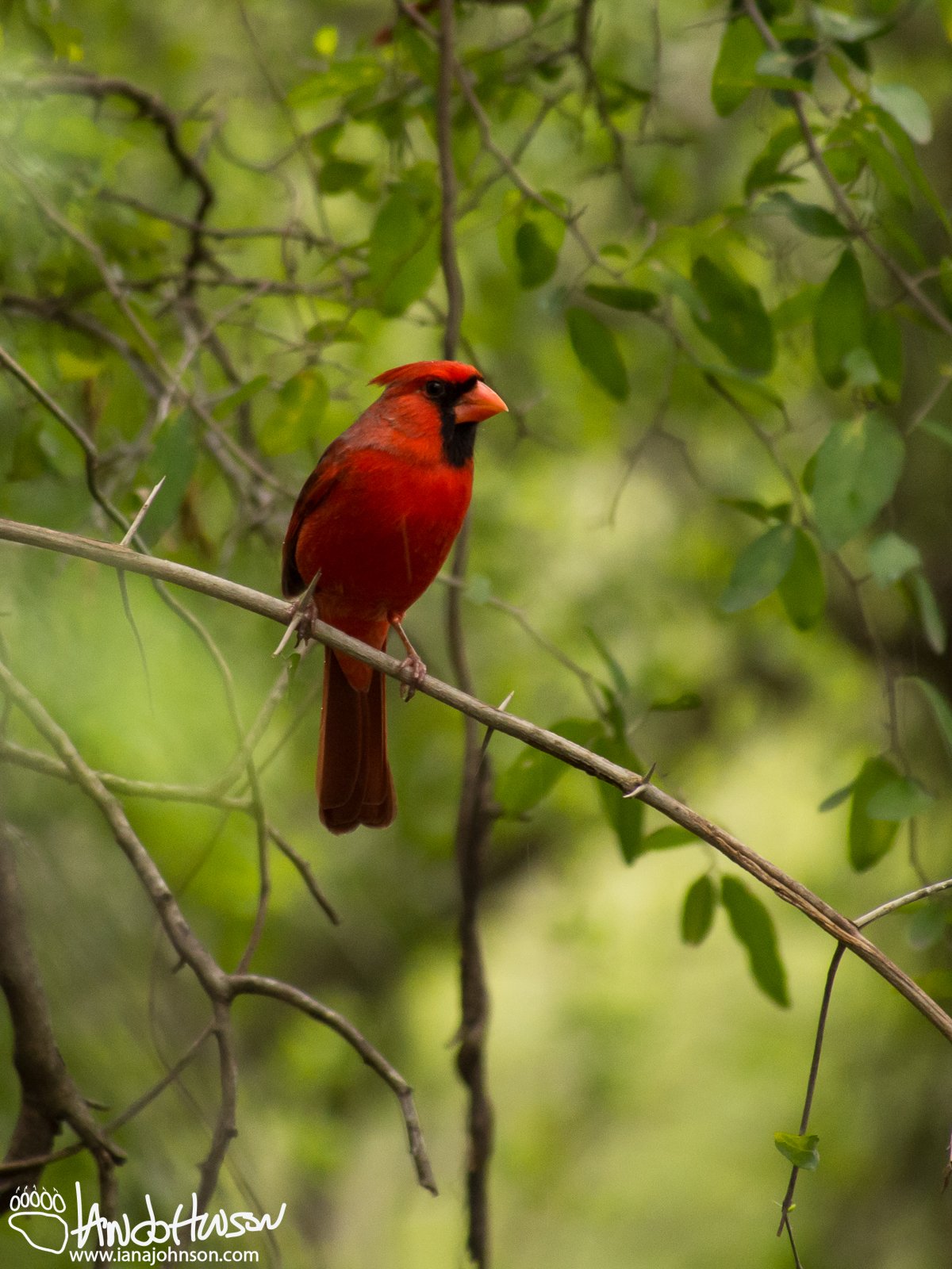 Northern Cardinal