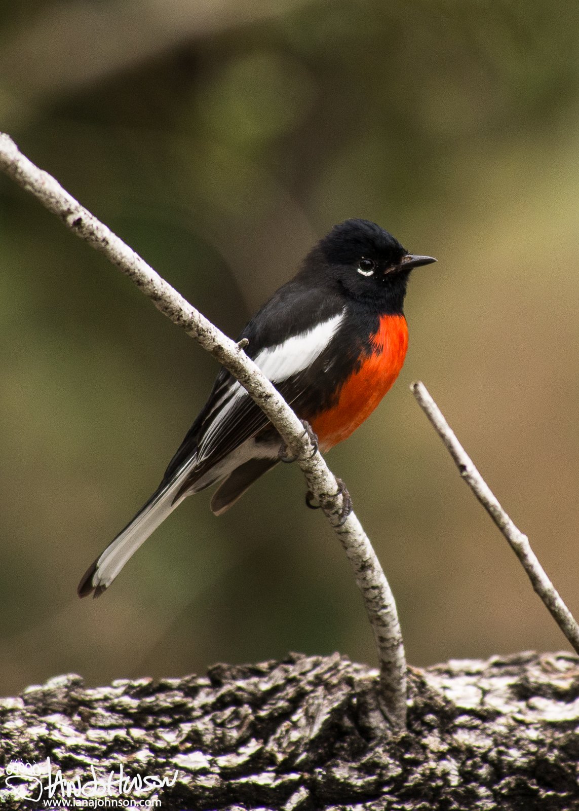 Painted Redstart