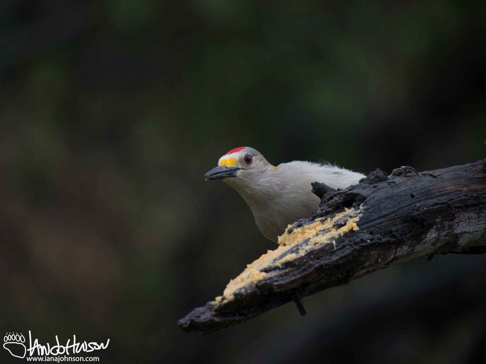 Golden-fronted Woodpecker