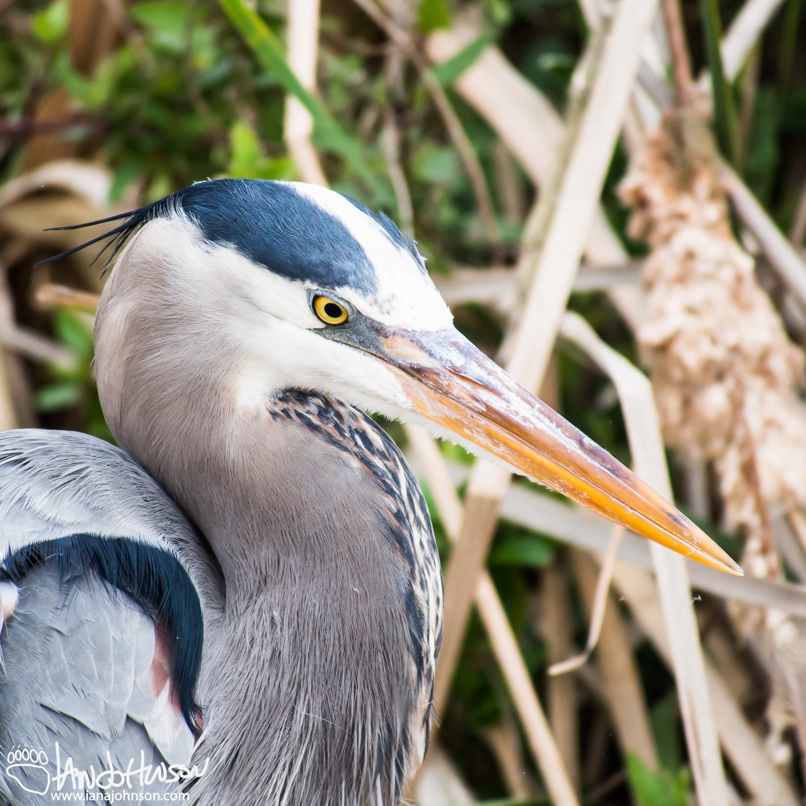 Great Blue Heron