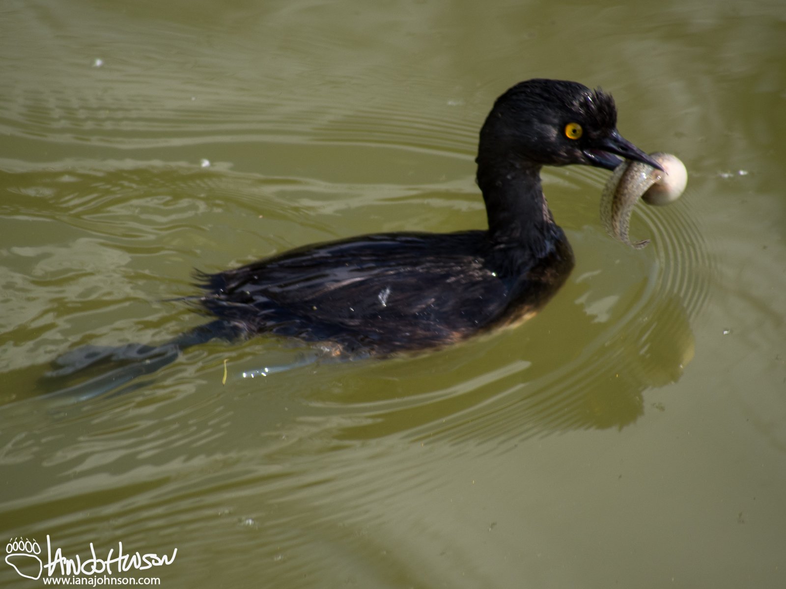 A least grebe with dinner!