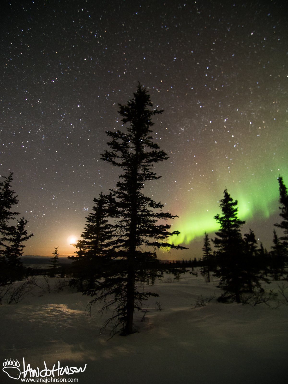 A black spruce divides the aurora and the moon