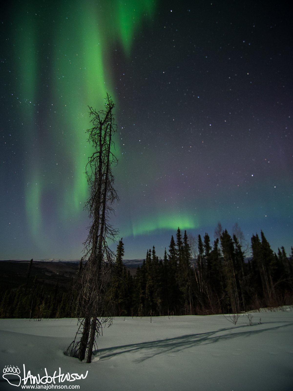 I love how this dead black spruce lines up with the aurora.
