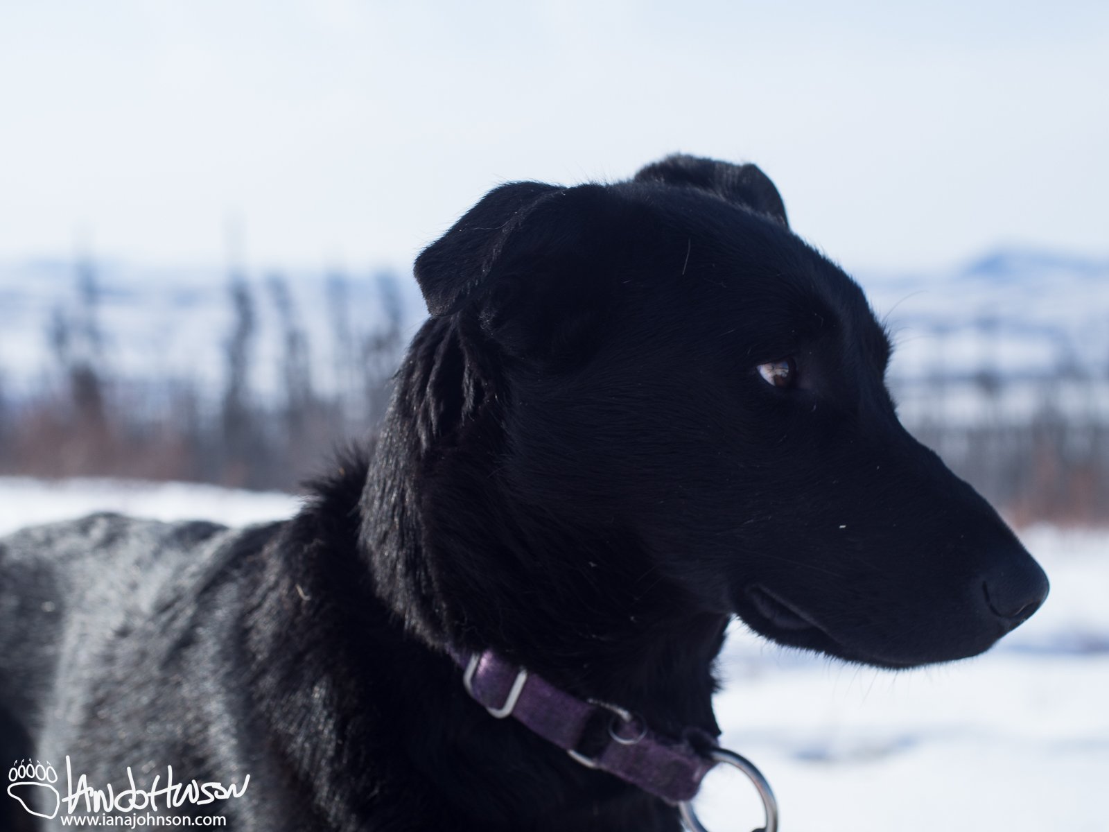 Grizz : my youngest pup, and a great puller