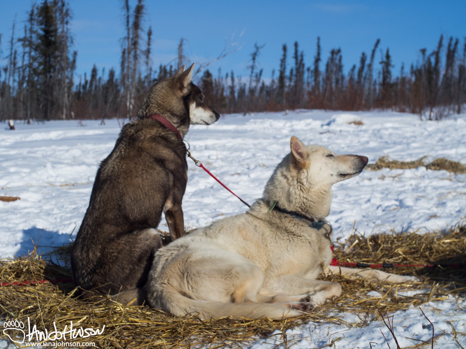Stoic and Sooner : Nose to the wind