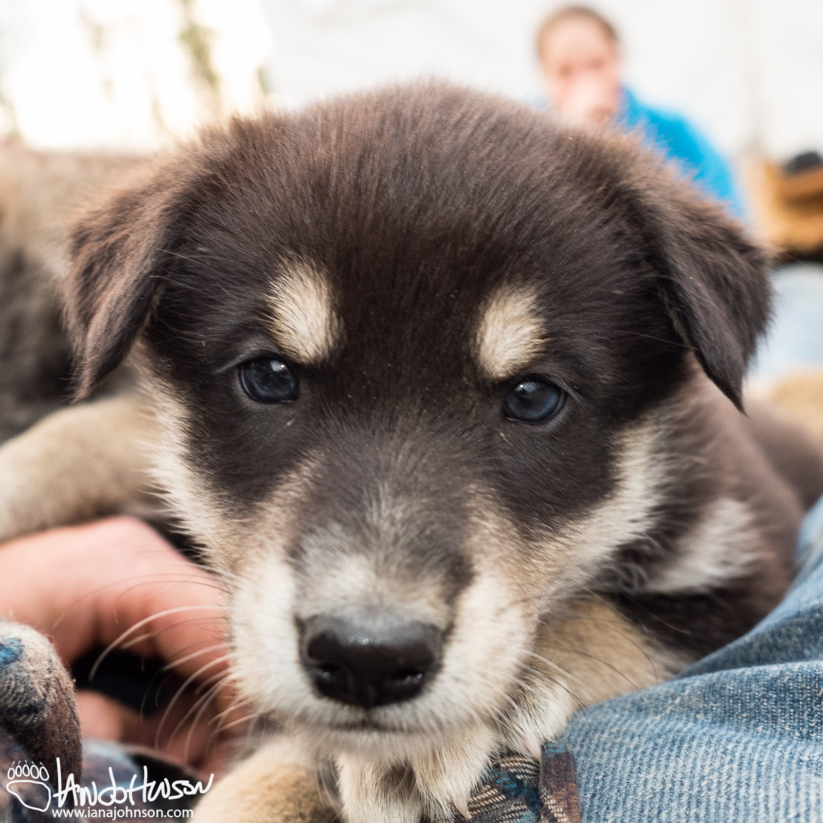 Alaskan Sled Dog Puppie