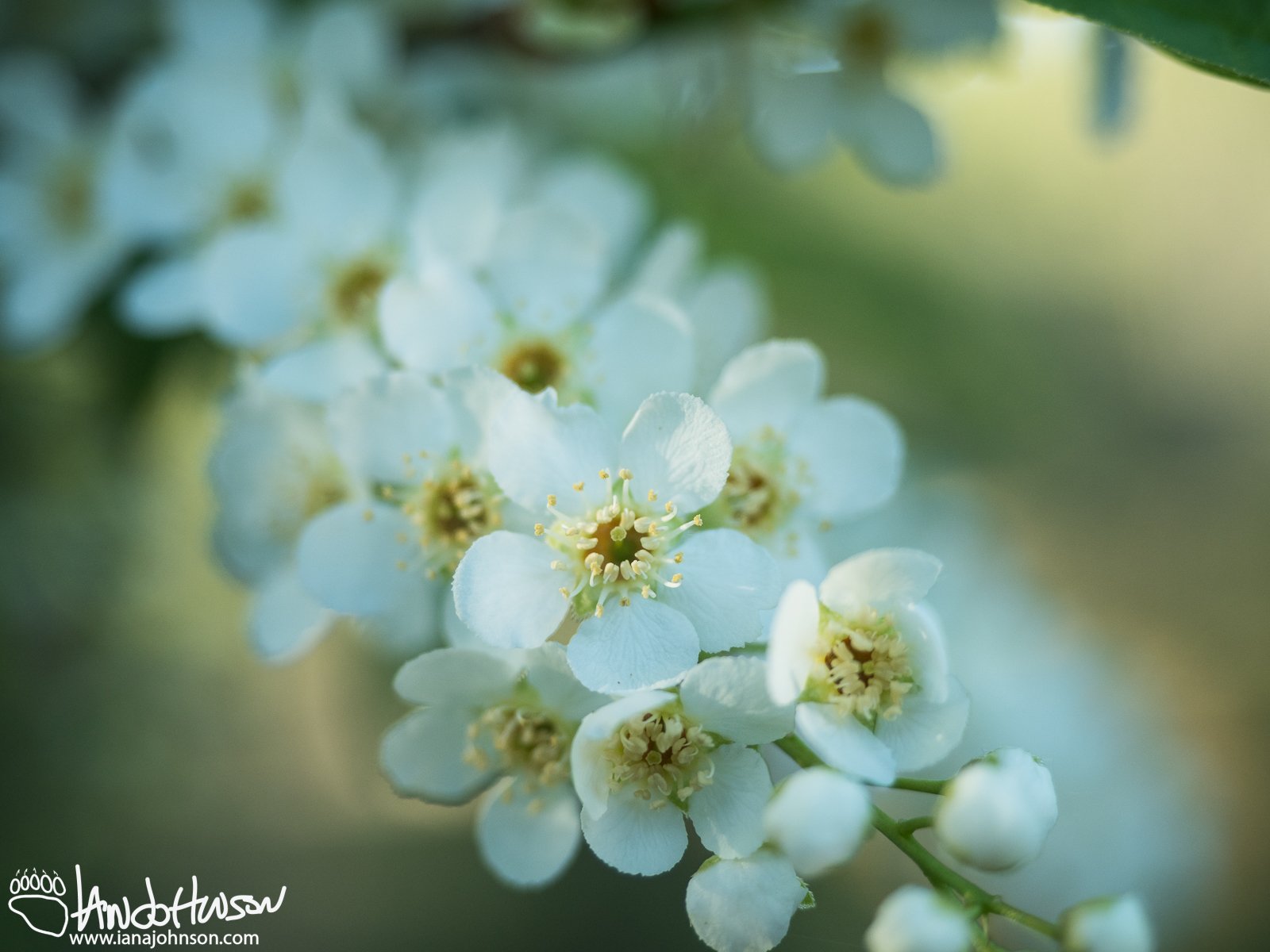 Cherry (Prunus spp), Creamer's Field, Alaska