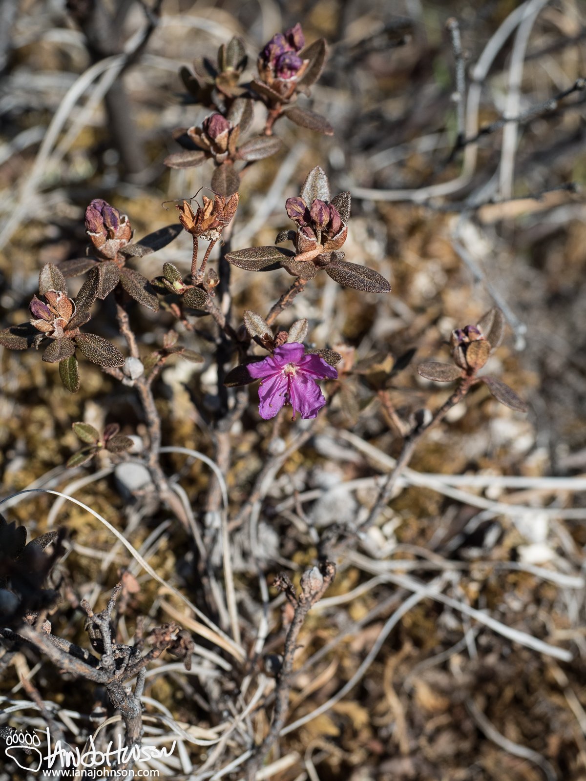 Lapland Rosebay (Rhododendron lapponicum), Denali National Park, Alaska