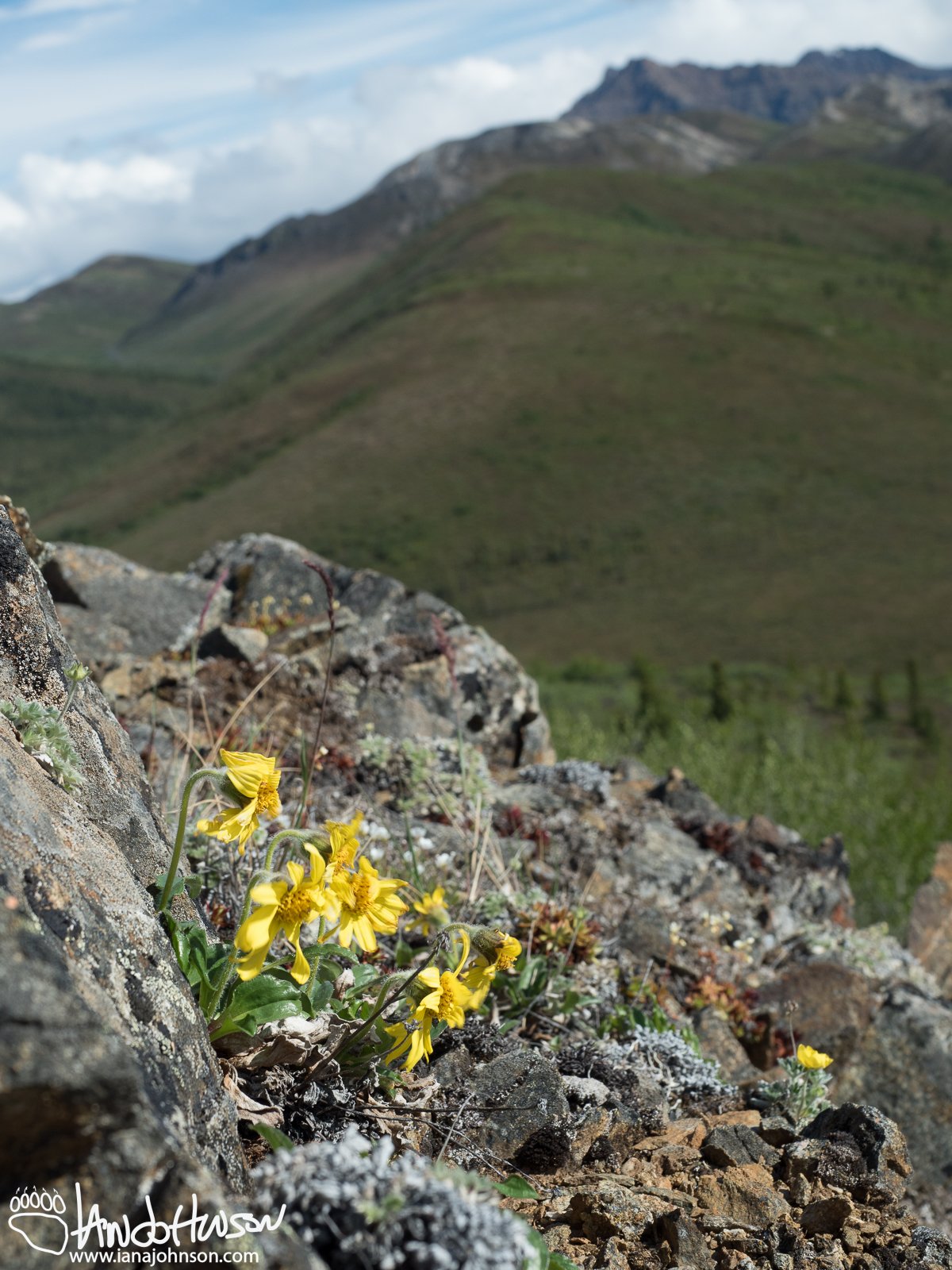 Arinca (perhaps Frigid Arnica), Denali National Park, Alaska