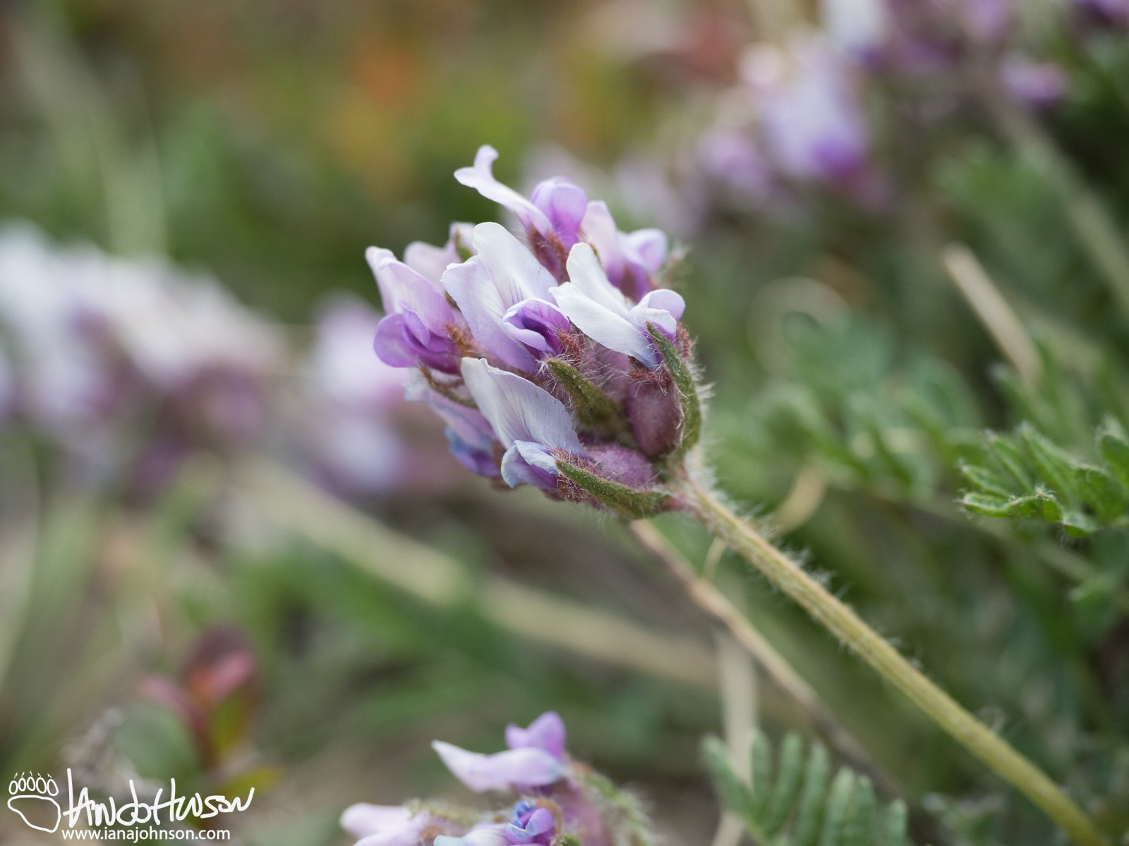 Showy Locoweed (Oxytropis splendens), Denali National Park, Alaska