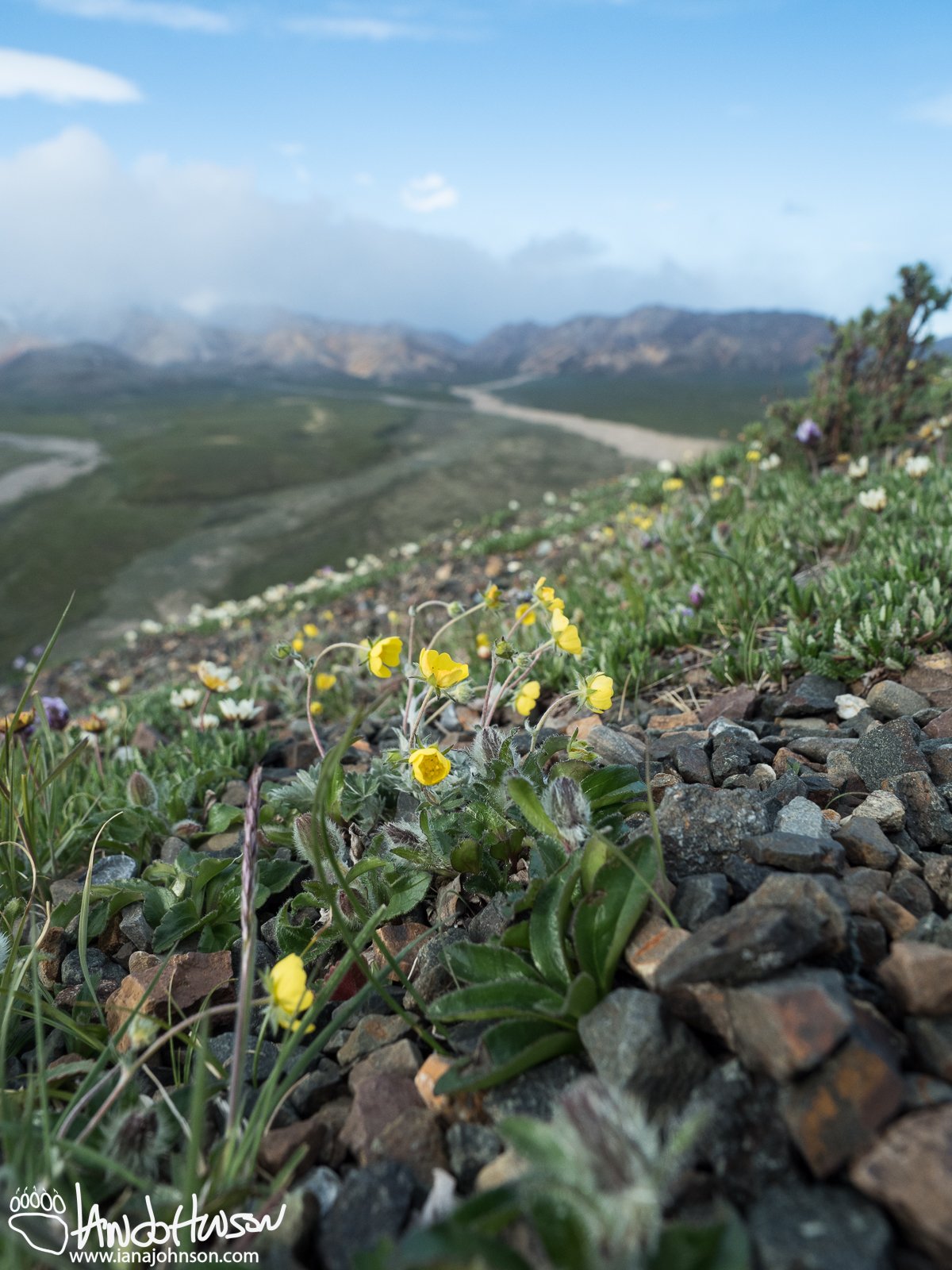 One Flower Cinquefoil (Potentilla uniflora), Denali National Park, Polychrome Overlook, Alaska