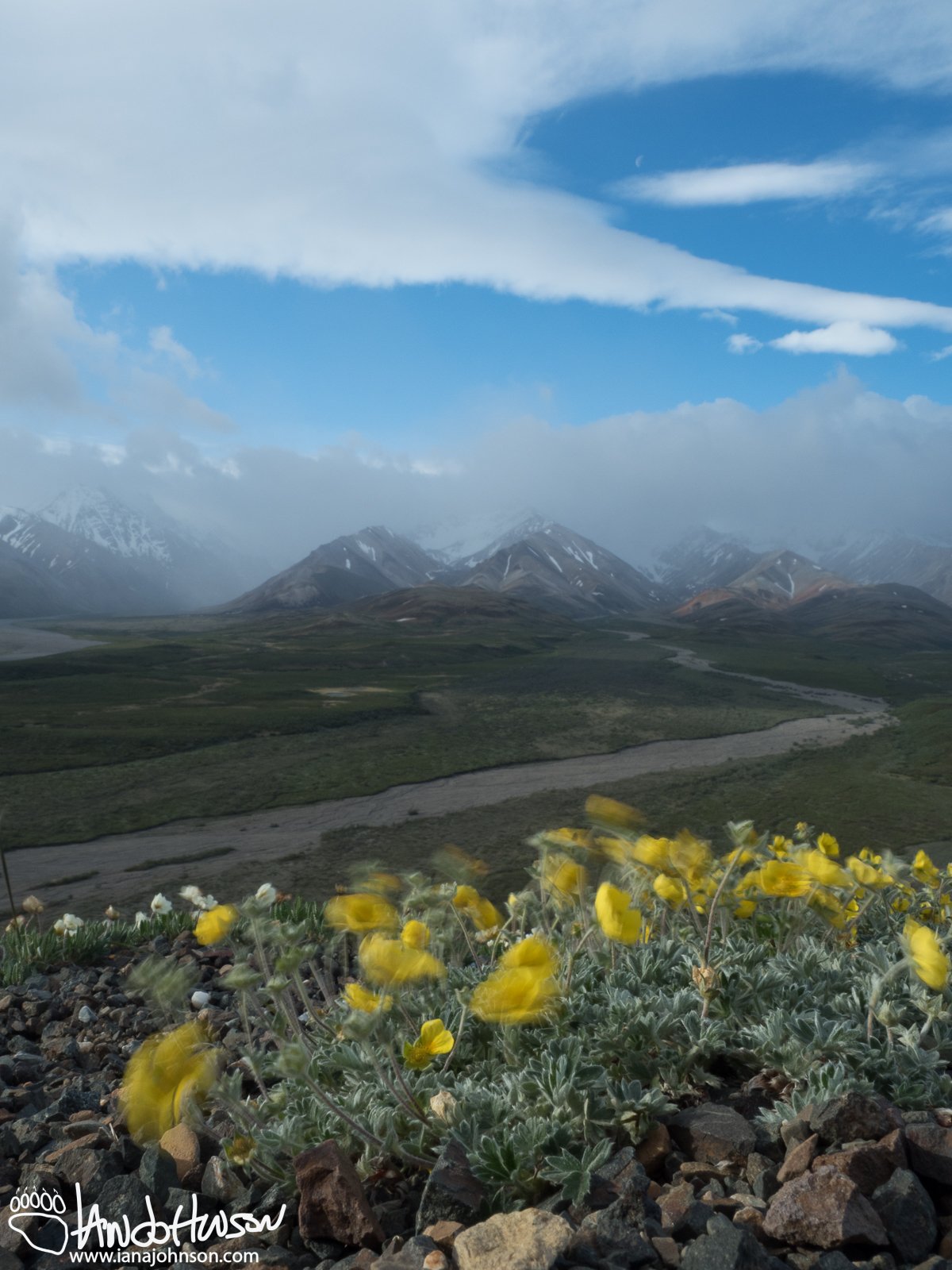 One Flower Cinquefoil (Potentilla uniflora), Denali National Park, Polychrome Overlook, Alaska