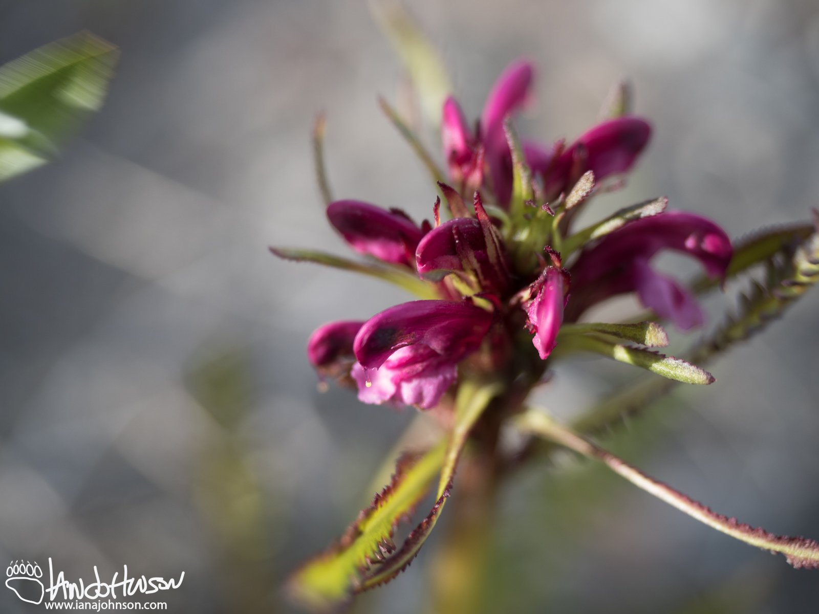 Landsdorf's Lousewort (Pedicularis langsdorfii), Denali National Park, Alaska