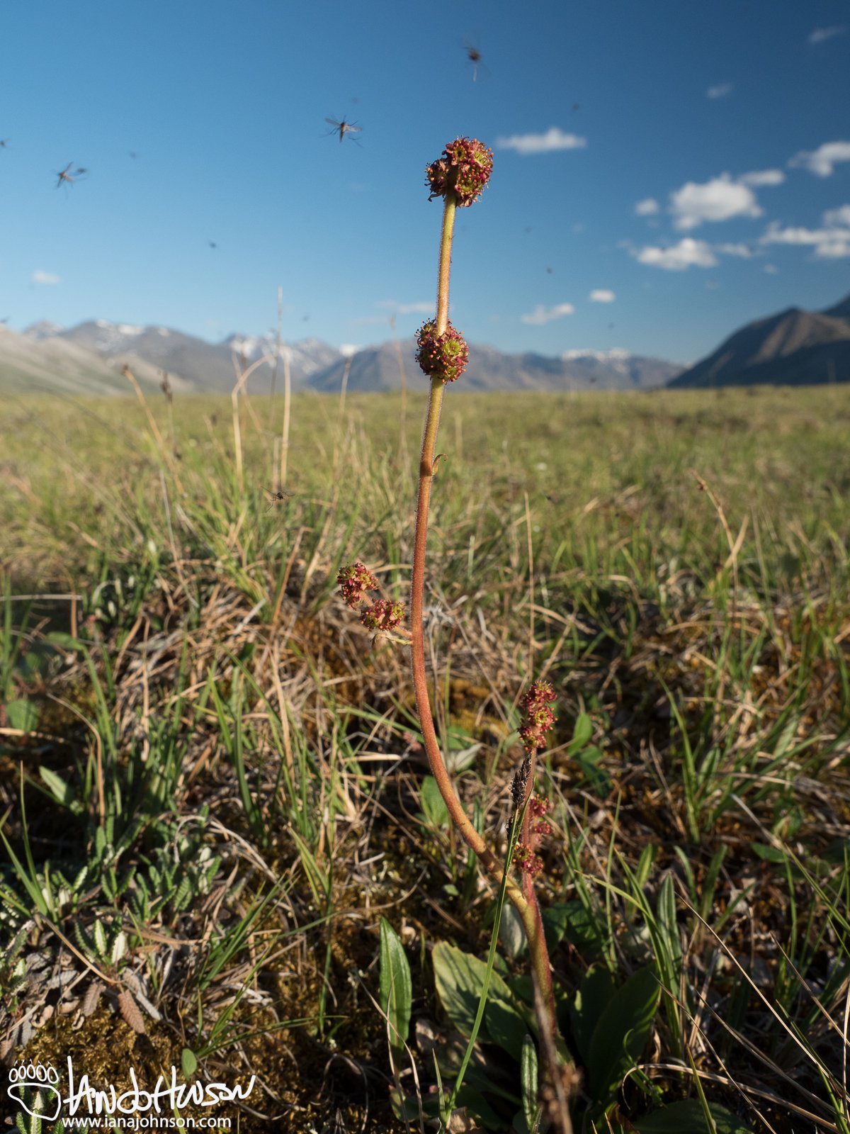 Common Name Unknown ( Micranthes hieraciifolia), Galbraith Lake, Alaska