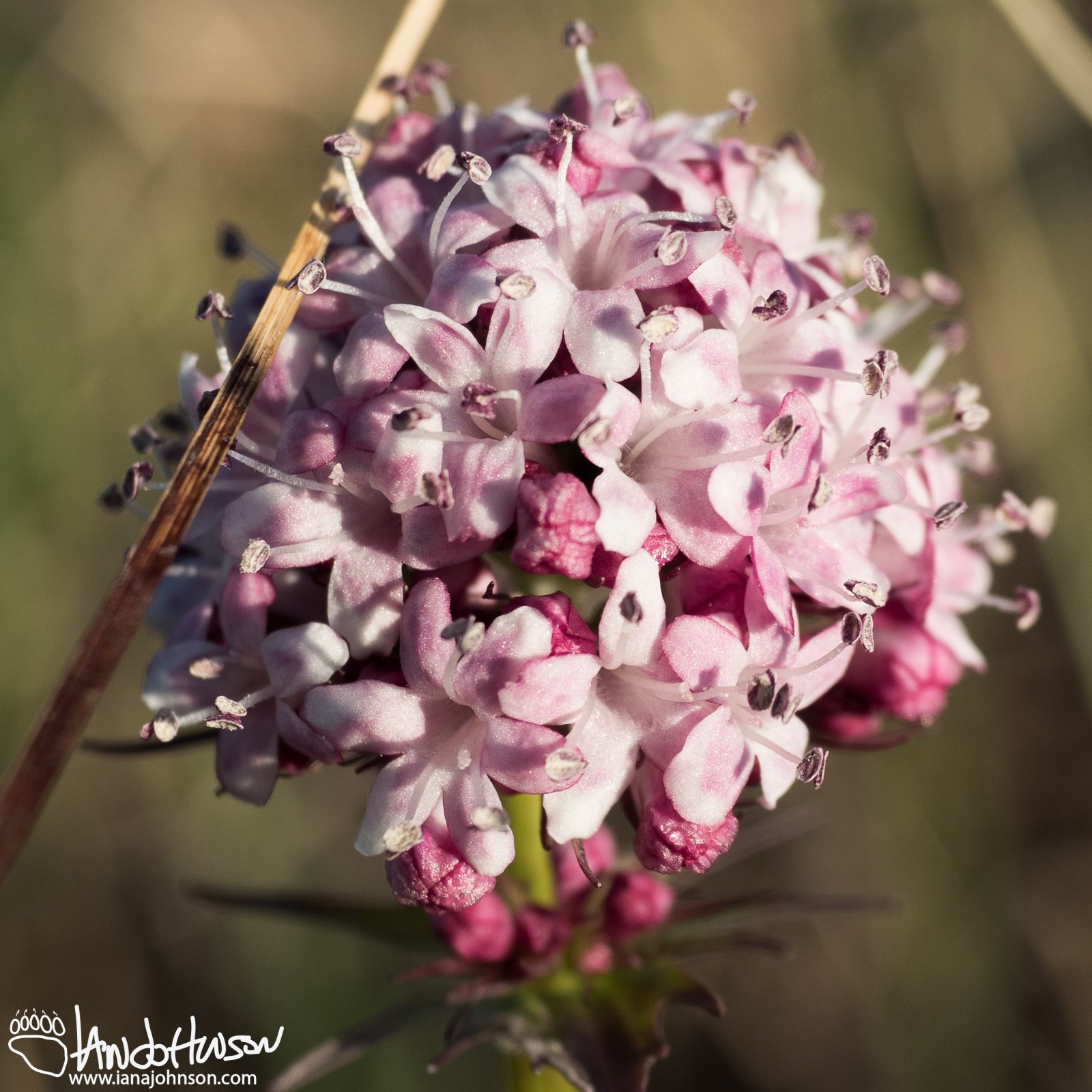 Capitate Valerian (Valeriana capitata), Galbraith Lake, Alaska