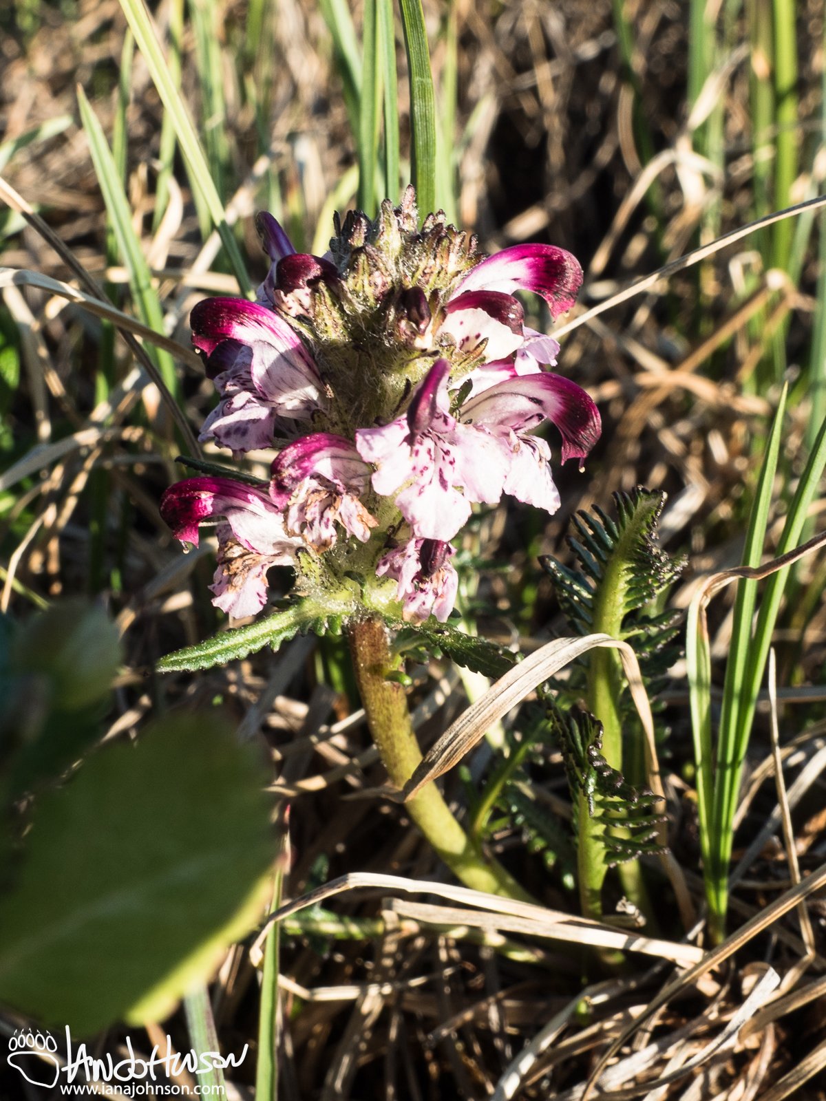 Whorled Lousewort (Pedicularis verticillata), Galbraith Lake, Alaska