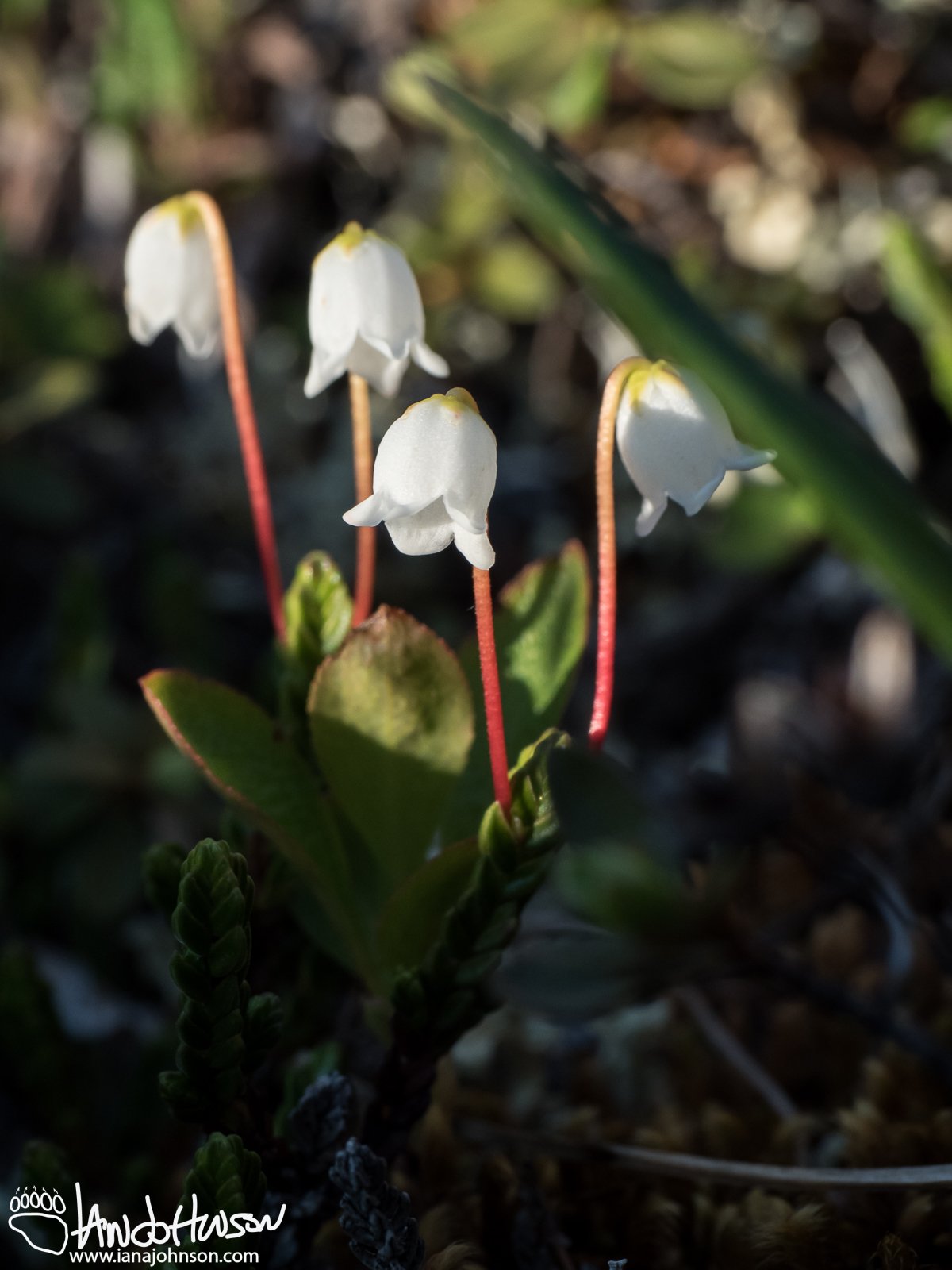 Arctic Bell Heather (Cassiope tetragona), Galbraith Lake, Alaska