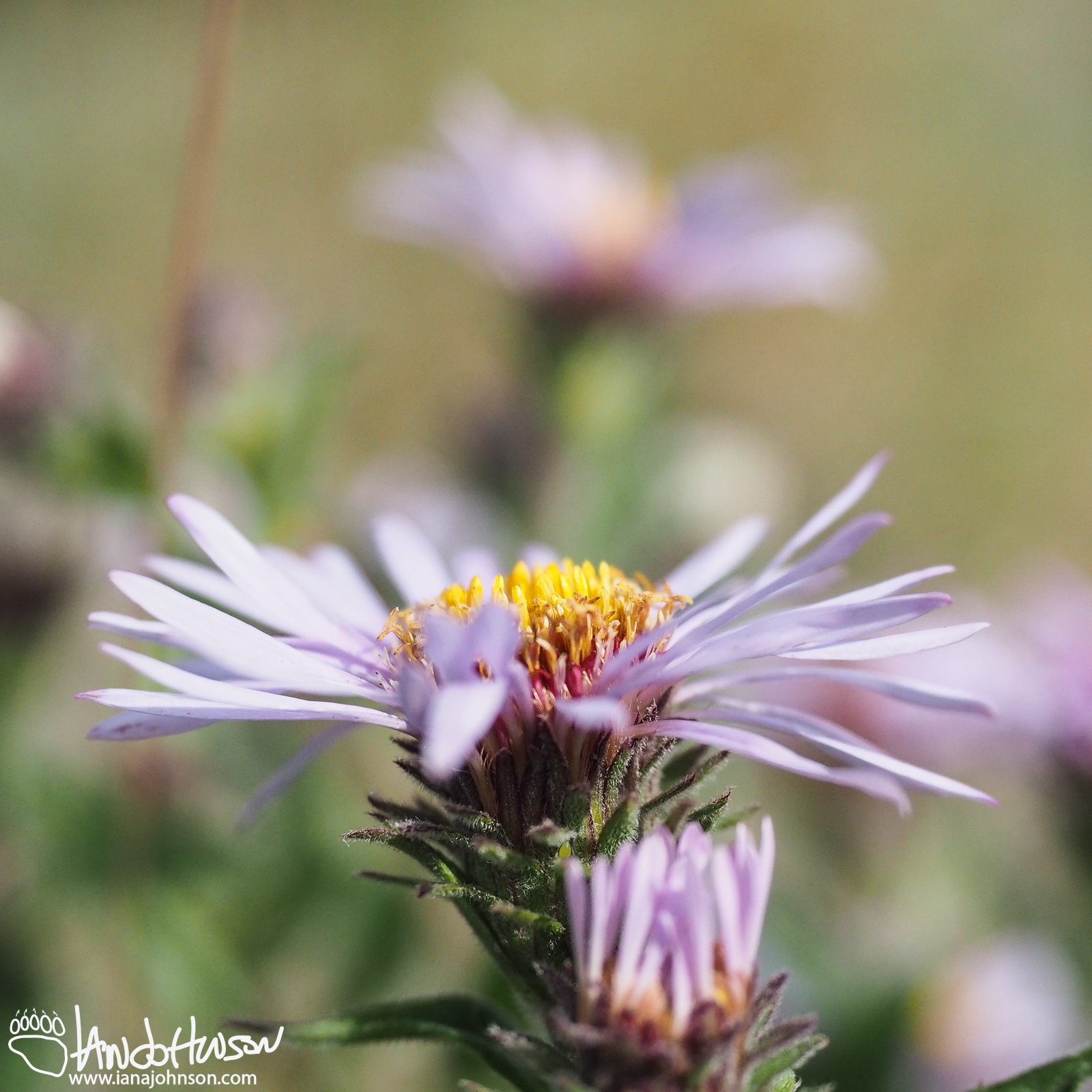 Purple Aster (Aster spp), Chatanika River, Alaska