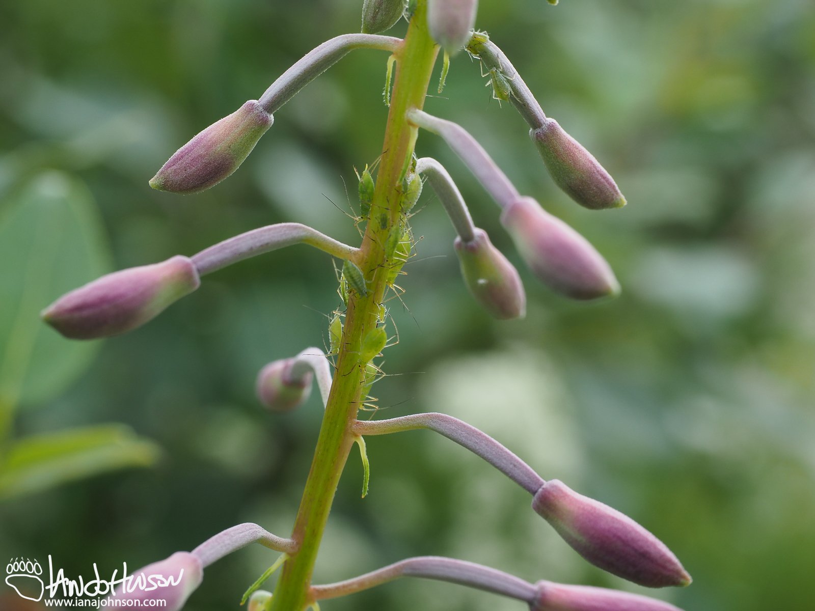 Fireweed (Chamerion angustifolium), Chatanika River, Fairbanks, Alaska