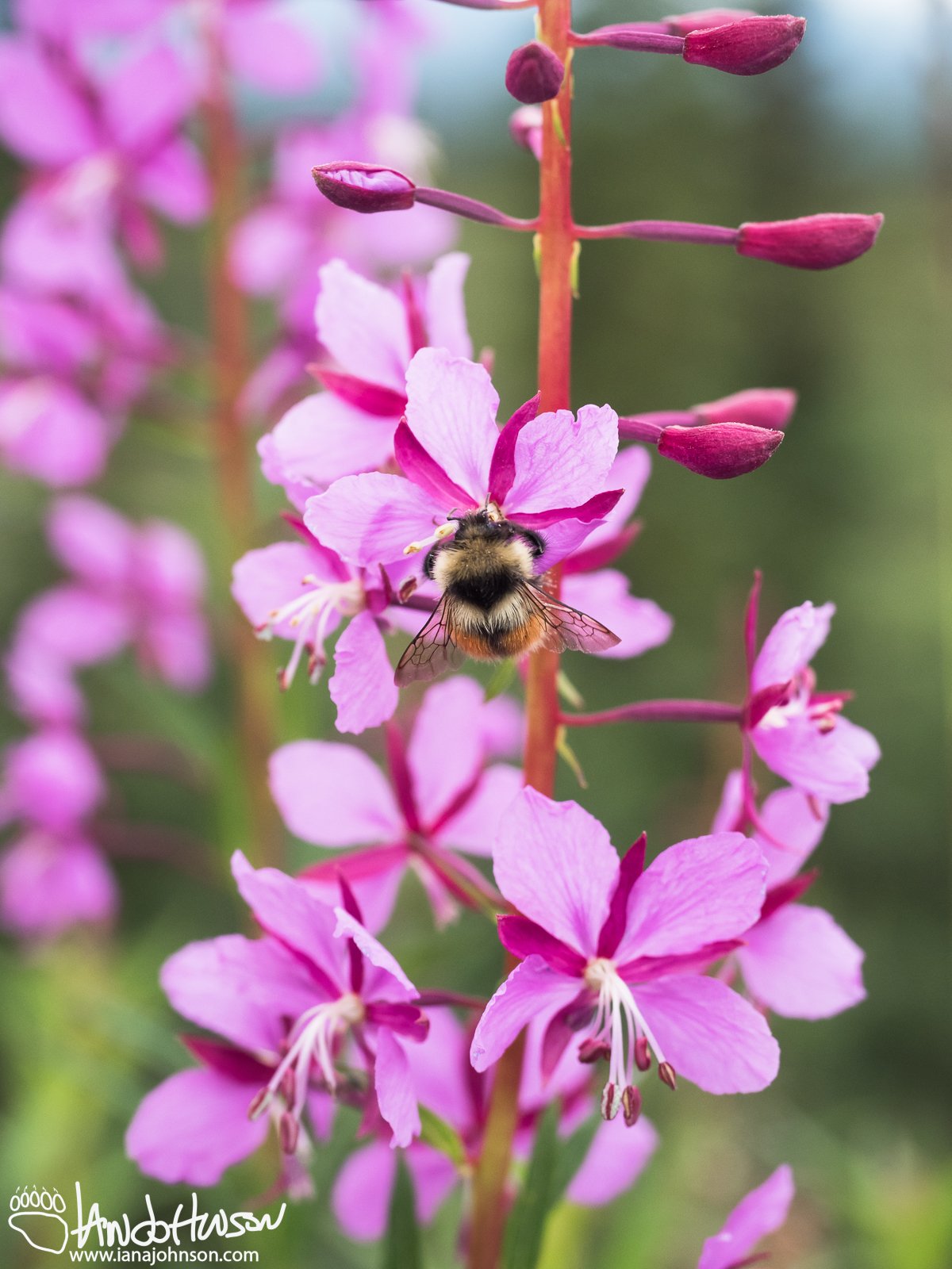 Fireweed (Chamerion angustifolium) and Tri-colored Bumblebee, Denali Highway, Alaska