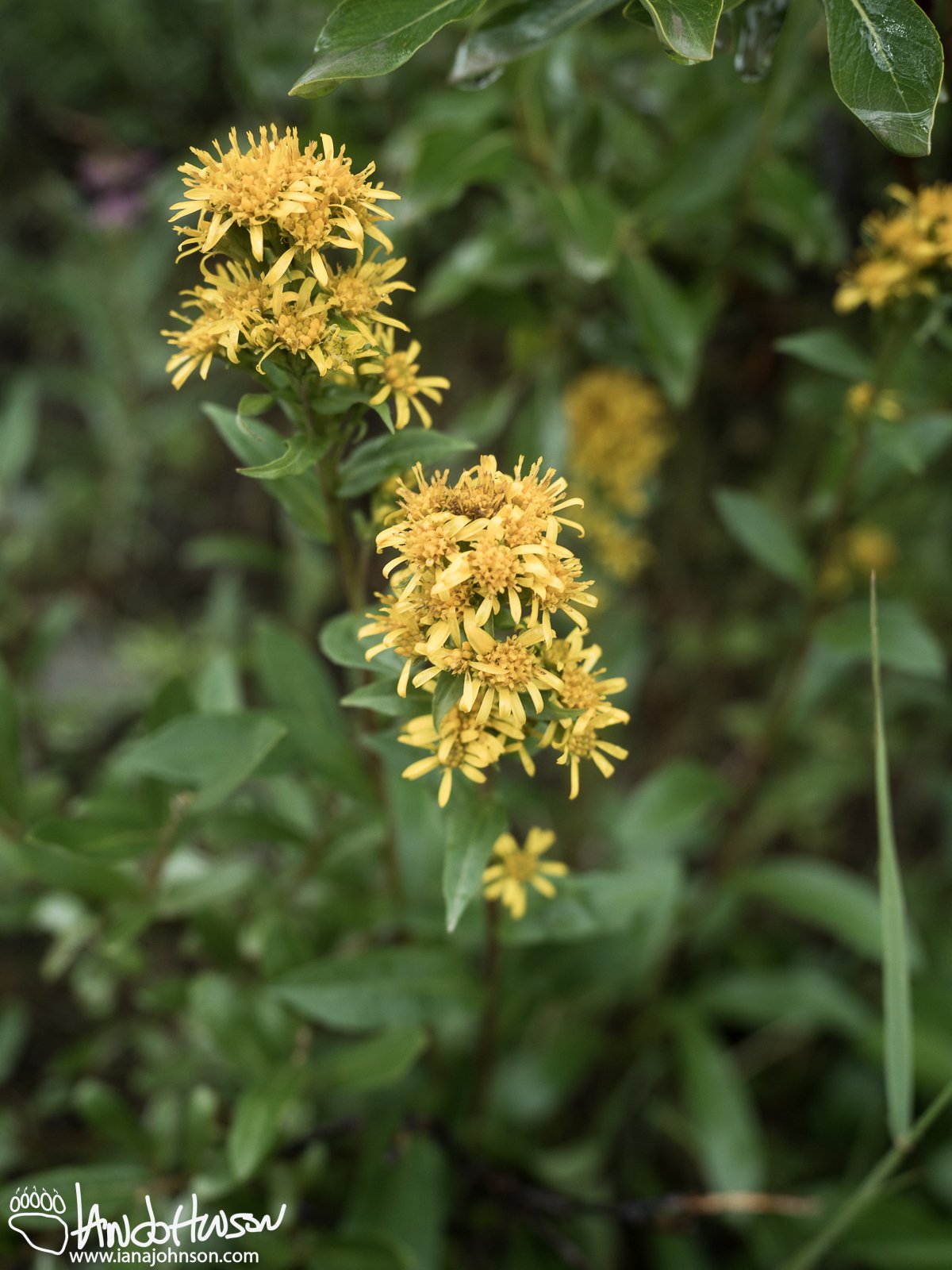 Northern Goldenrod ( Salidago multiradiata), Denali National Park, Alaska