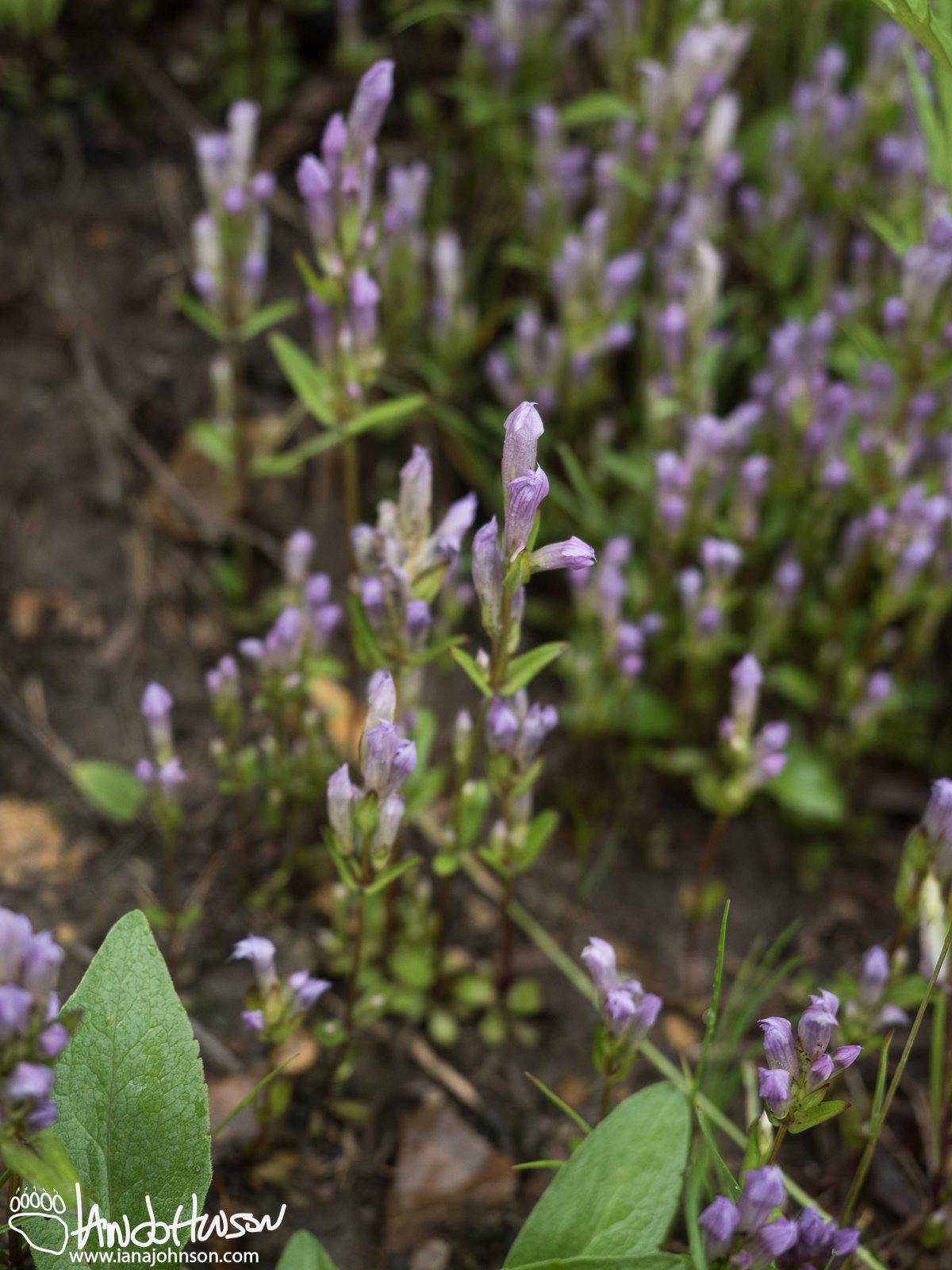 Four-petaled Gentian (Gentiana propinqua), Denali National Park, Alaska
